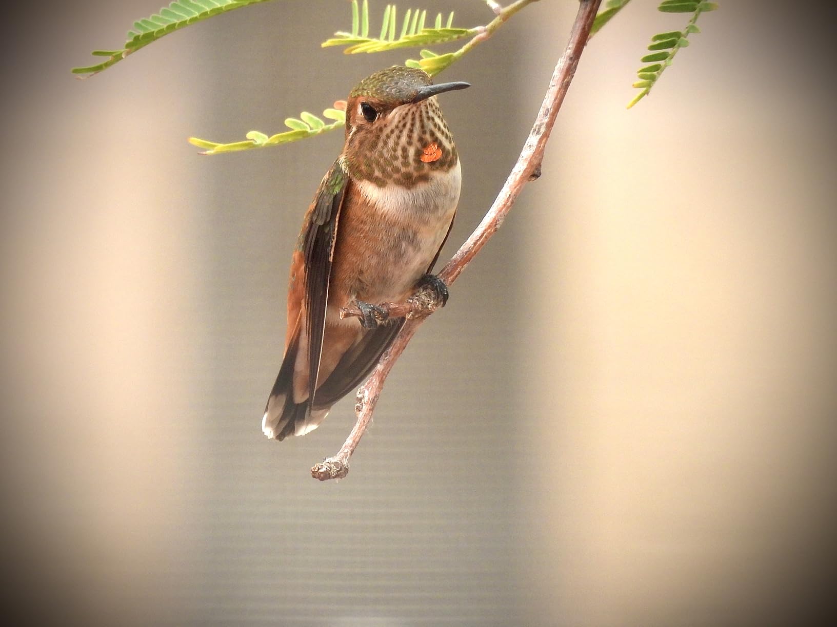 NIkon COOLPIX P950 Superzoom Digital Camera | 83x Optical Zoom with Image Stabilization 16 MP 4K Ultra HD Video Wi-Fi Connectivity RAW Format and Rotating LCD Screen (Black) Customer Review NIkon COOLPIX P950 Superzoom Digital Camera | 83x Optical Zoom with Image Stabilization 16 MP 4K Ultra HD Video Wi-Fi Connectivity RAW Format and Rotating LCD Screen (Black) - Customer Photo 2