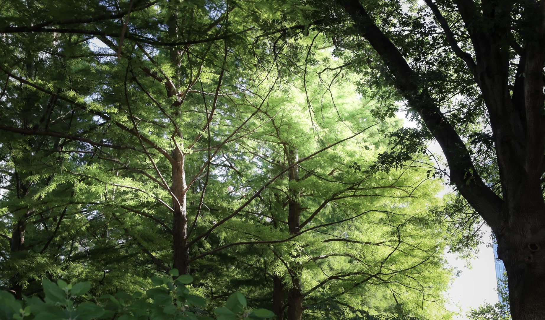 Canon EOS RP Full-Frame Mirrorless Interchangeable Lens Camera + RF24-105mm Lens F4-7.1 is STM Lens Kit- Compact and Lightweight for Traveling and Vlogging, Black (3380C132) - Customer Photo 1