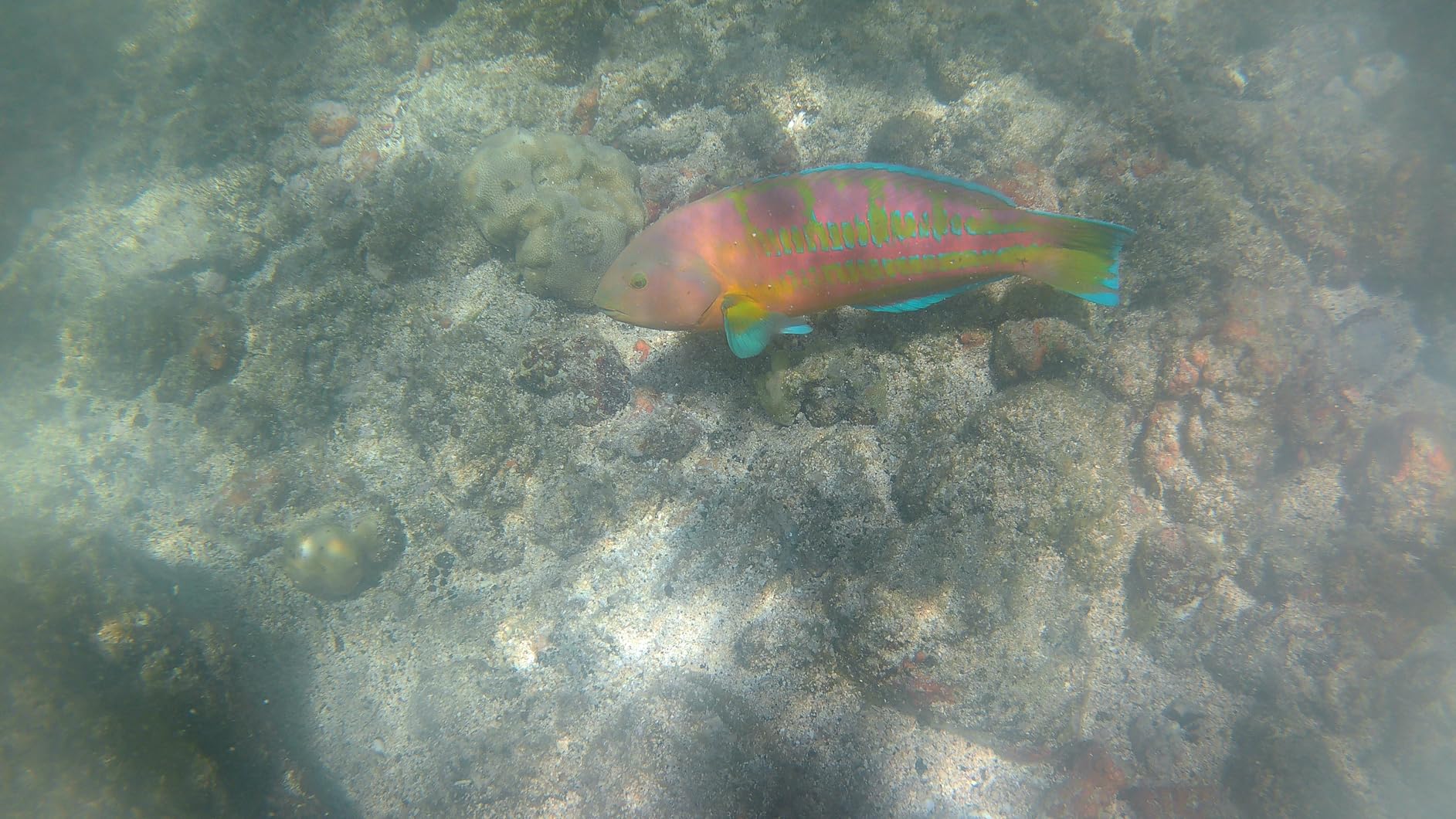 AKASO Brave 7 LE 4K30FPS 20MP WiFi Action Camera with Touch Screen EIS 2.0 Zoom Remote Control 131 Feet Underwater Camera with 2X 1350mAh Batteries Support External Microphone Vlog Camera Customer Review AKASO Brave 7 LE 4K30FPS 20MP WiFi Action Camera with Touch Screen EIS 2.0 Zoom Remote Control 131 Feet Underwater Camera with 2X 1350mAh Batteries Support External Microphone Vlog Camera - Customer Photo 2