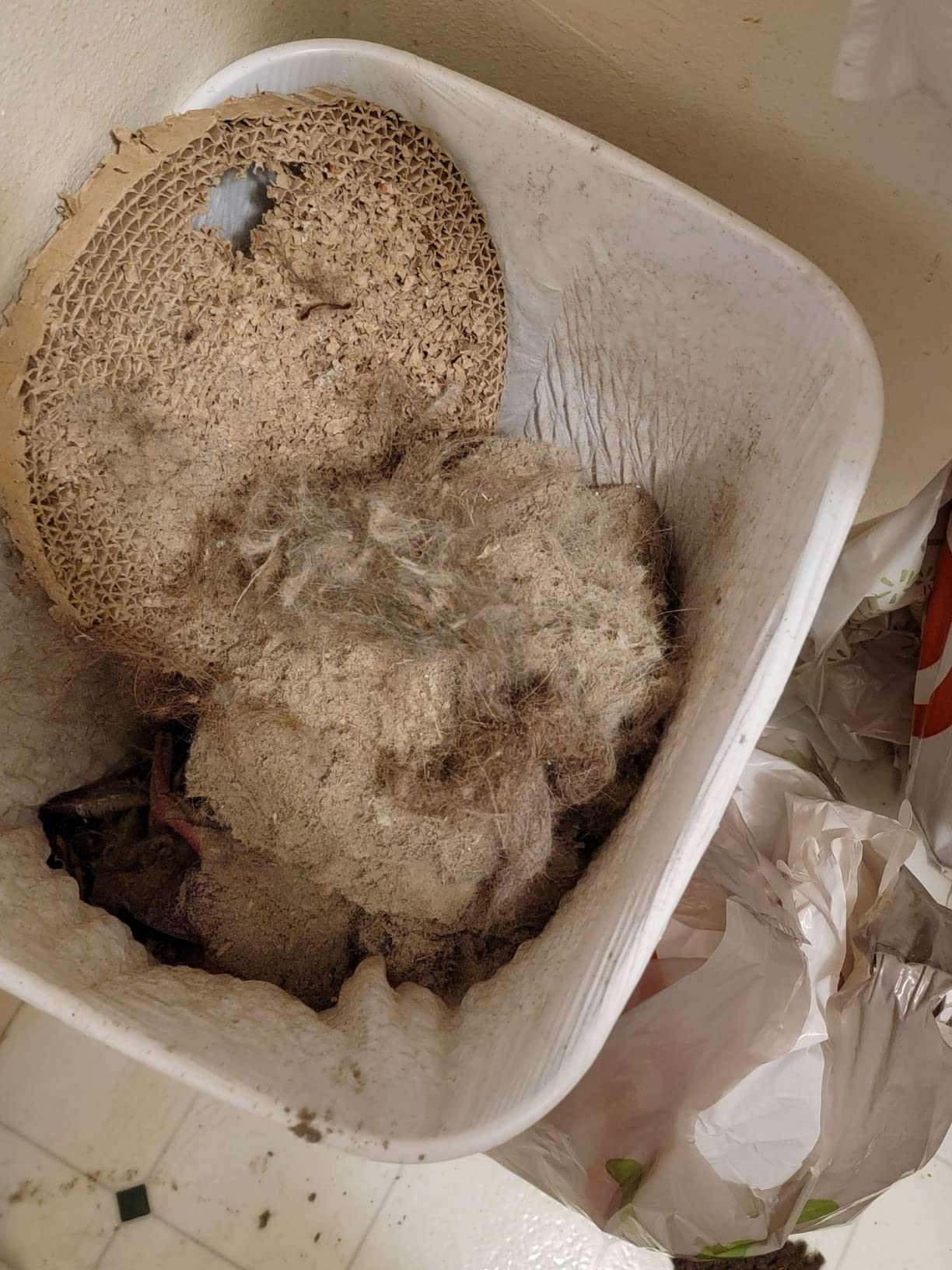 Kenmore Bagless Upright Vacuum 2-Motor Power Suction Lightweight Carpet Cleaner with 10'Hose, HEPA Filter, 2 Cleaning Tools for Pet Hair, Hardwood Floor, Green, 2 Liters - Customer Photo 2