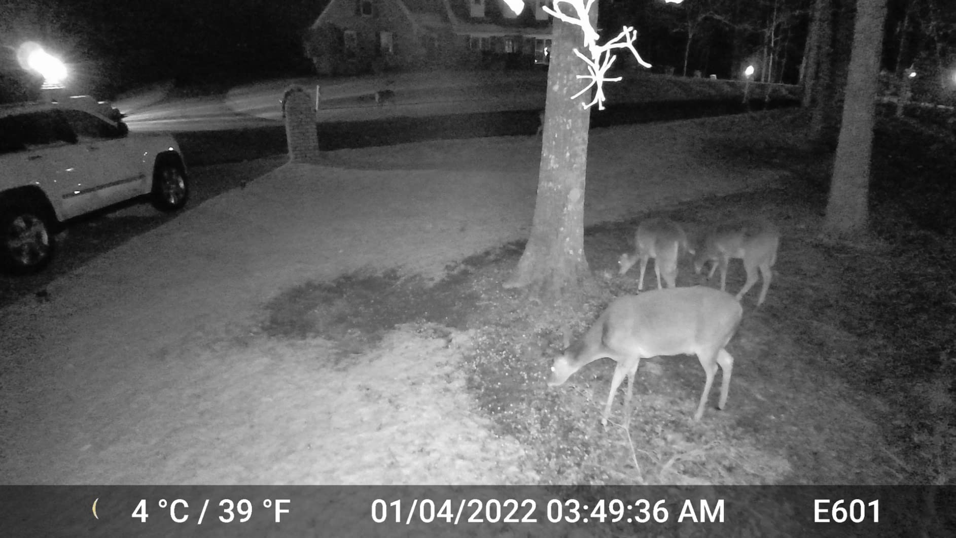 GardePro E6 Trail Camera WiFi 48MP 1296P Game Camera with No Glow Night Vision Motion Activated Waterproof for Wildlife Deer Scouting Hunting or Property Security, Camo Customer Review GardePro E6 Trail Camera WiFi 48MP 1296P Game Camera with No Glow Night Vision Motion Activated Waterproof for Wildlife Deer Scouting Hunting or Property Security, Camo - Customer Photo 1