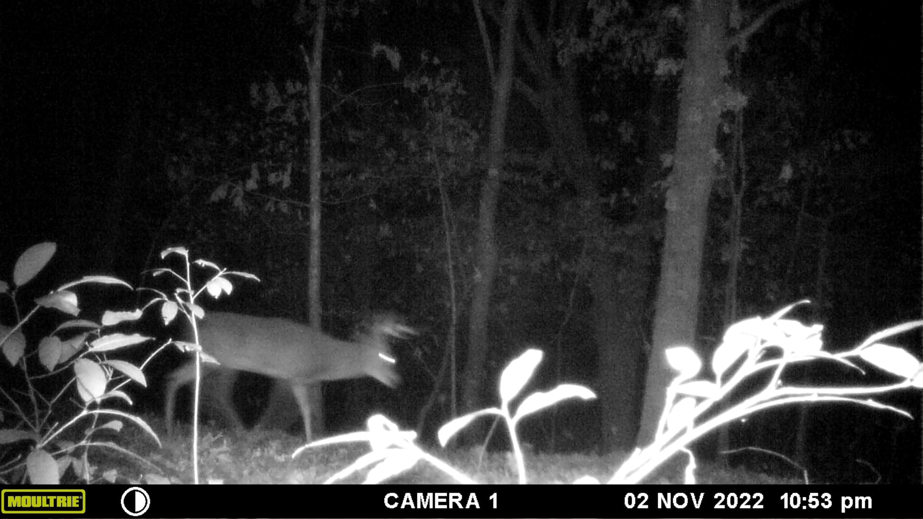 WOSPORTS Trail Camera,48MP 4K 0.2S Trigger Motion Activated,Game Hunting Camera with Night Vision IP66 Waterproof 2.0''LCD 120°Wide Cam Lens for Outdoor Scouting Wildlife Monitoring Home Security Customer Review WOSPORTS Trail Camera,48MP 4K 0.2S Trigger Motion Activated,Game Hunting Camera with Night Vision IP66 Waterproof 2.0''LCD 120°Wide Cam Lens for Outdoor Scouting Wildlife Monitoring Home Security - Customer Photo 1