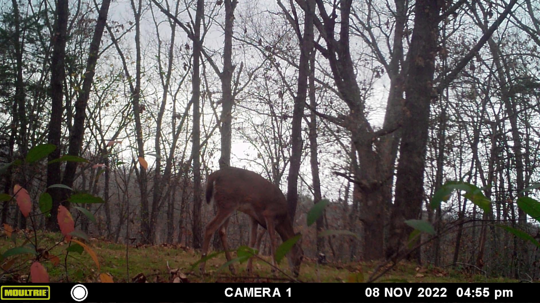 WOSPORTS Trail Camera,48MP 4K 0.2S Trigger Motion Activated,Game Hunting Camera with Night Vision IP66 Waterproof 2.0''LCD 120°Wide Cam Lens for Outdoor Scouting Wildlife Monitoring Home Security Customer Review WOSPORTS Trail Camera,48MP 4K 0.2S Trigger Motion Activated,Game Hunting Camera with Night Vision IP66 Waterproof 2.0''LCD 120°Wide Cam Lens for Outdoor Scouting Wildlife Monitoring Home Security - Customer Photo 2