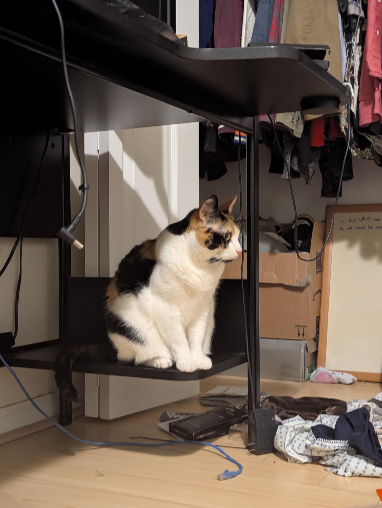 JSAUX 45W USB C Charger for Steam Deck/OLED, 5FT Cable Type C PD 3.0 45 Watt Fast Charging Compatible with Steam Deck, Switch/OLED, iPhone Air/17/16/15, Samsung S25 S24 S23 S22, Pixel, iPad, MacBook Customer Review JSAUX 45W USB C Charger for Steam Deck/OLED, 5FT Cable Type C PD 3.0 45 Watt Fast Charging Compatible with Steam Deck, Switch/OLED, iPhone Air/17/16/15, Samsung S25 S24 S23 S22, Pixel, iPad, MacBook - Customer Photo 1