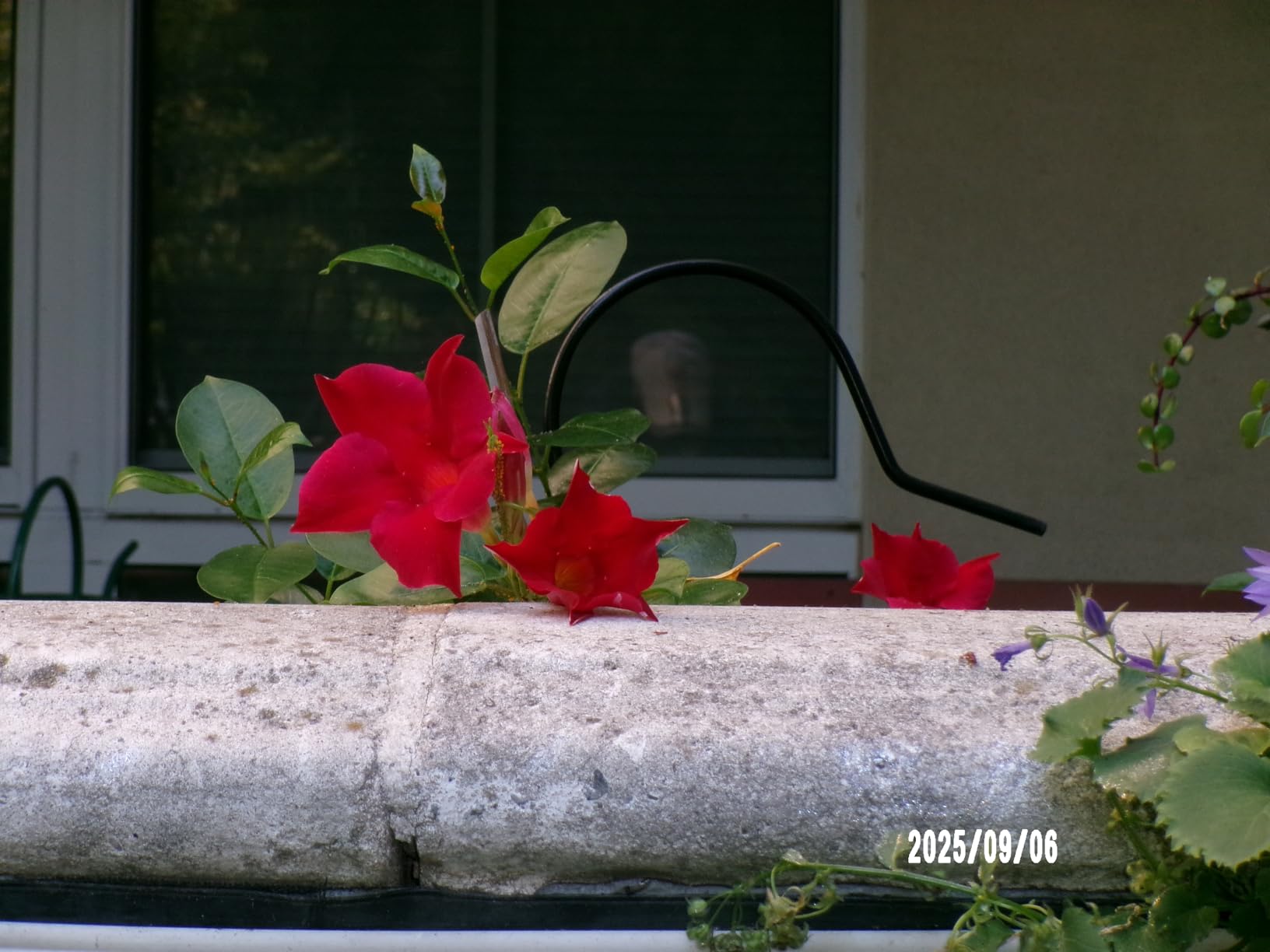 KODAK PIXPRO FZ55-RD 16MP Digital Camera 5X Optical Zoom 28mm Wide Angle 1080P Full HD Video 2.7