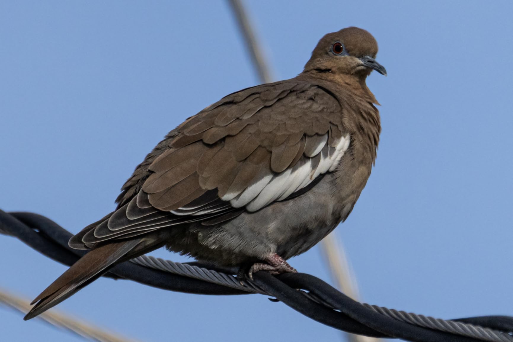 Canon EOS R7 RF-S18-150mm F3.5-6.3 IS STM Lens Kit, Mirrorless Vlogging Camera, 32.5 MP Image Quality, 4K 60p Video, DIGIC X Image Processor, Dual Pixel CMOS AF, Subject Detection, Content Creators Customer Review Canon EOS R7 RF-S18-150mm F3.5-6.3 IS STM Lens Kit, Mirrorless Vlogging Camera, 32.5 MP Image Quality, 4K 60p Video, DIGIC X Image Processor, Dual Pixel CMOS AF, Subject Detection, Content Creators - Customer Photo 1