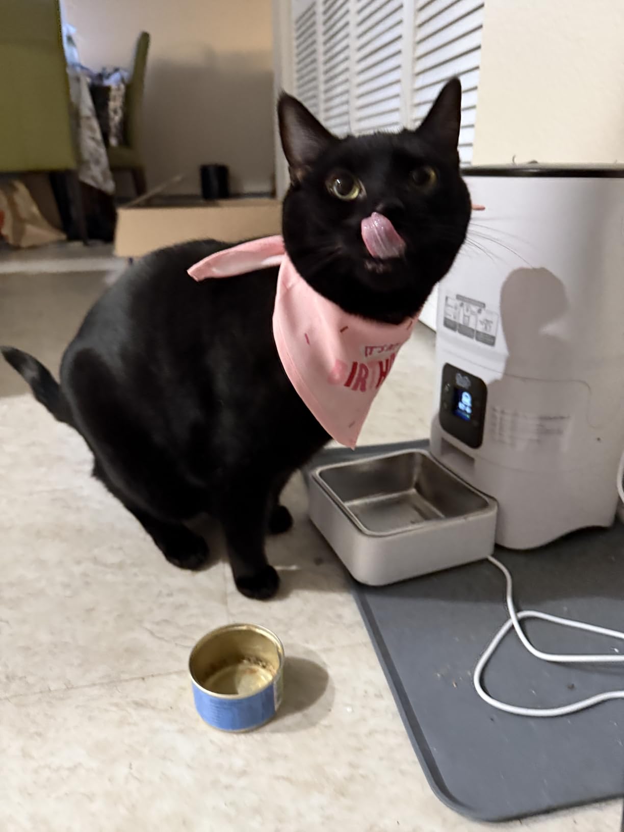 Smart Automatic Cat Feeder - 6-L Reliable Automatic Cat Food Dispenser with Display LCD Screen for Easy Set Up - (White) - Customer Photo 3