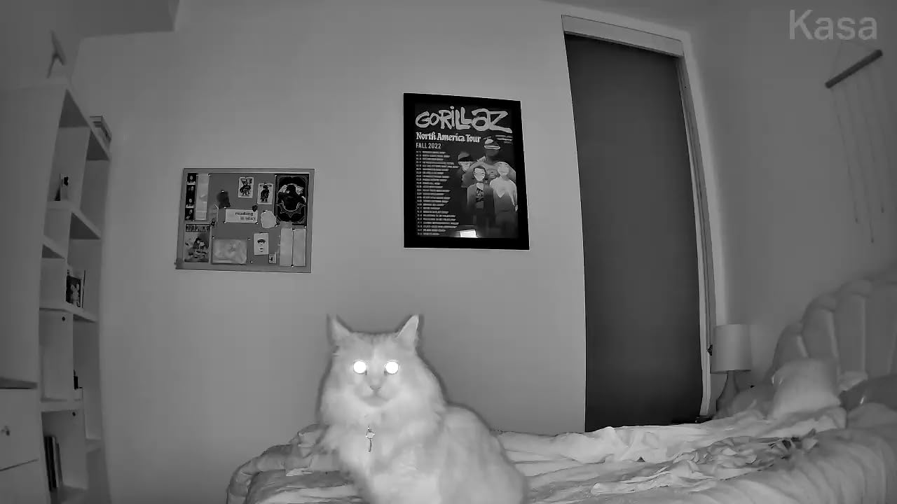 Kasa Smart Indoor Pan-Tilt Home Security Camera, 1080p HD Dog Camera w/Night Vision, Motion Detection for Baby & Pet Monitor, Cloud & SD Card Storage, Works w/ Alexa & Google Home, 2.4G WiFi (EC71) - Customer Photo 1