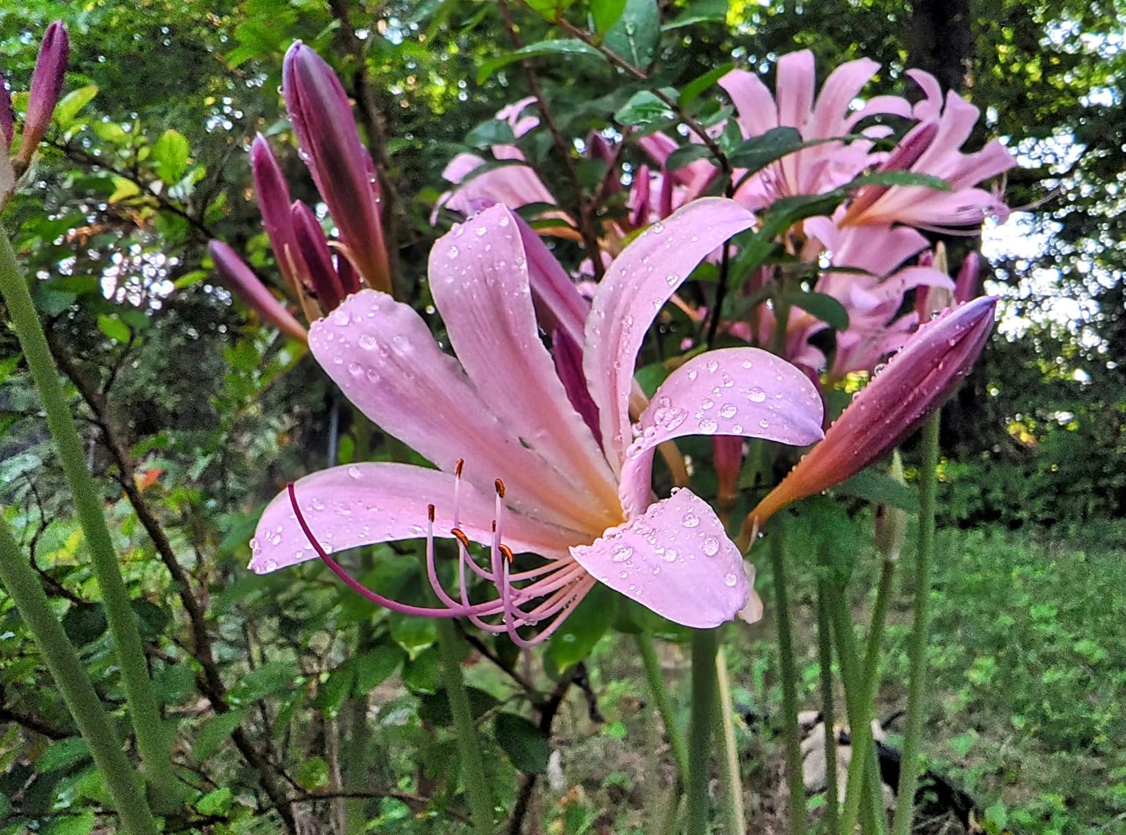 Motorola Edge+ | 2023 | Unlocked | Made for US 8/512 | 50 MPCamera | Intersteller Black, 161.16x74x8.59 - Customer Photo 1