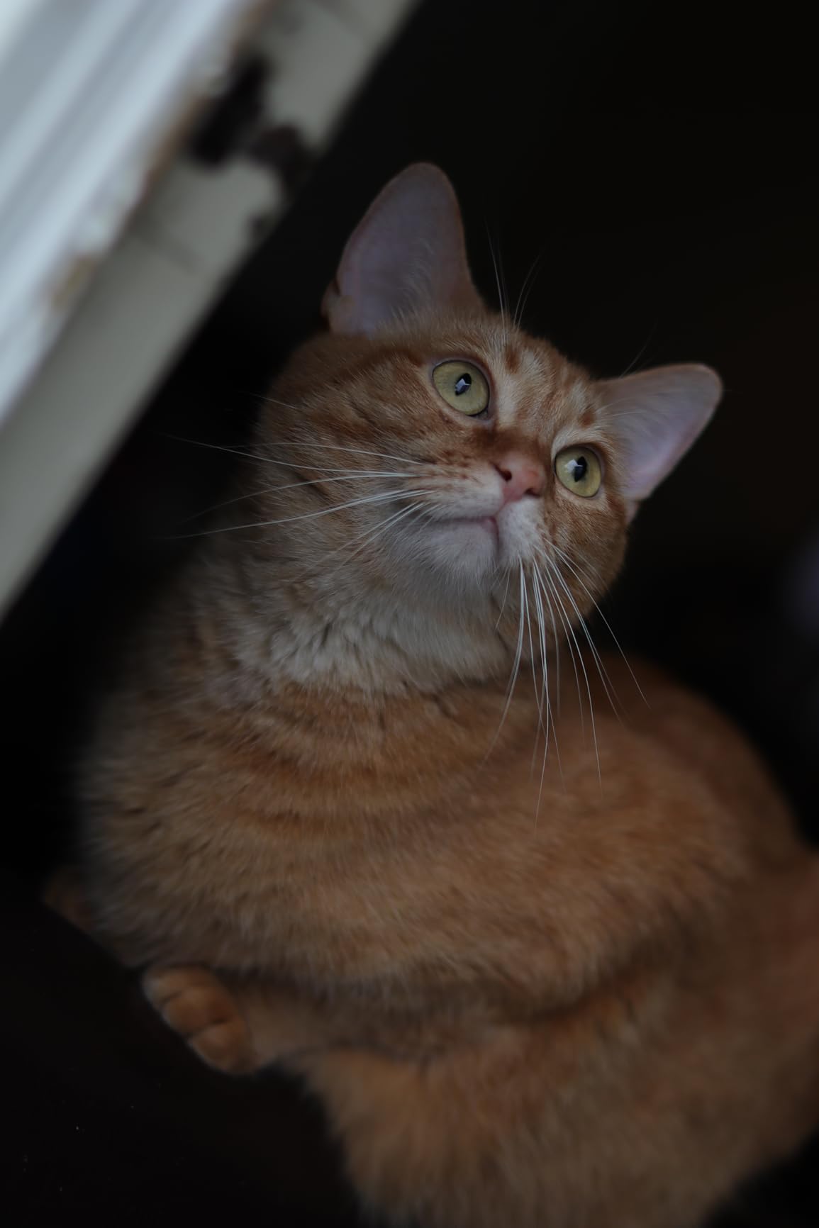 Canon EOS R100 Mirrorless Camera RF-S18-45mm F4.5-6.3 is STM Lens Kit, 24.1 Megapixel CMOS (APS-C) Sensor, 4K Video, RF Mount, Black Customer Review Canon EOS R100 Mirrorless Camera RF-S18-45mm F4.5-6.3 is STM Lens Kit, 24.1 Megapixel CMOS (APS-C) Sensor, 4K Video, RF Mount, Black - Customer Photo 4