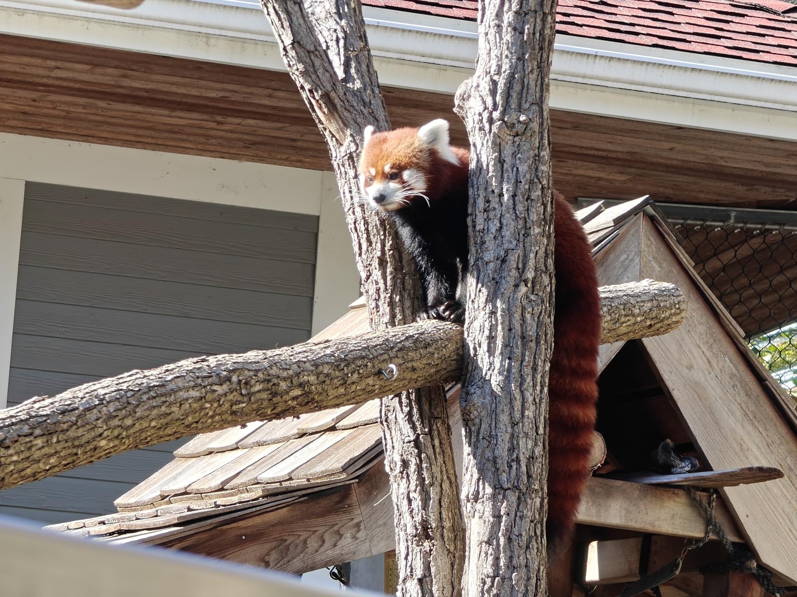 OnePlus 12 Unlocked Android Phone — Snapdragon 8 Gen 3 Phone w/ 16GB RAM, Hasselblad Camera, Dual SIM, 2K 120Hz ProXDR Display, 5400mAh Battery, SUPERVOOC Charging, OxygenOS (512GB, Flowy Emerald) - Customer Photo 2