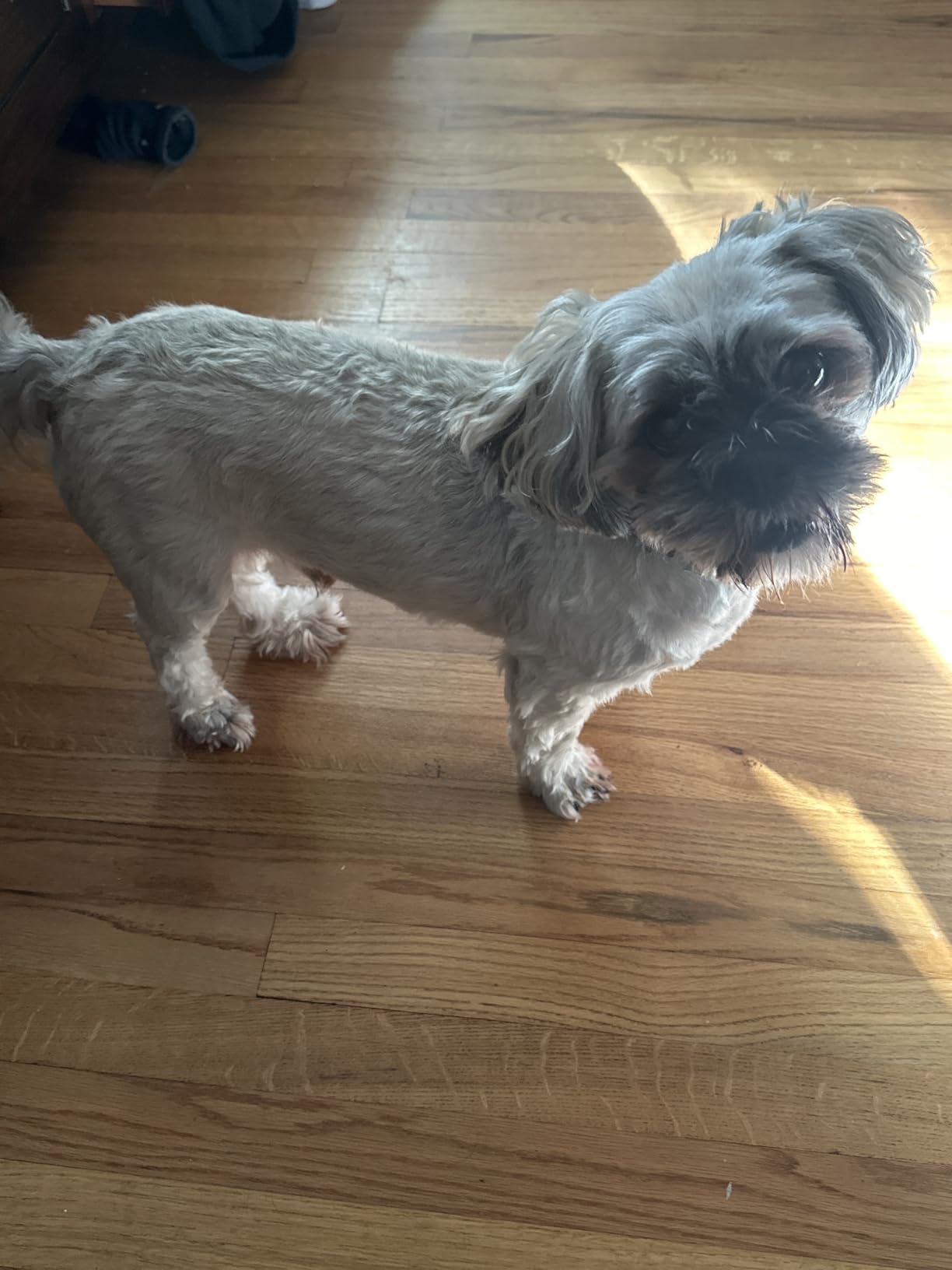 Dog Grooming Kit with Vacuum, 15000Pa Pet Hair Clipper and Shedding Brush, 50dB Low Noise, 2L Capacity, White customer photo 1