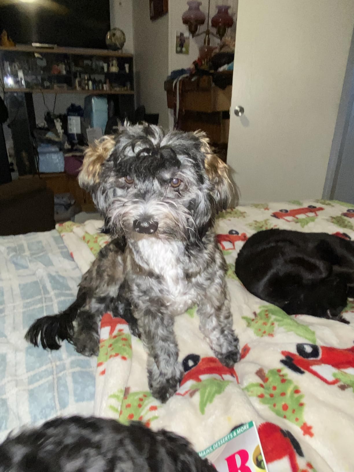 Dog Grooming Kit with Vacuum, 15000Pa Pet Hair Clipper and Shedding Brush, 50dB Low Noise, 2L Capacity, White customer photo 2