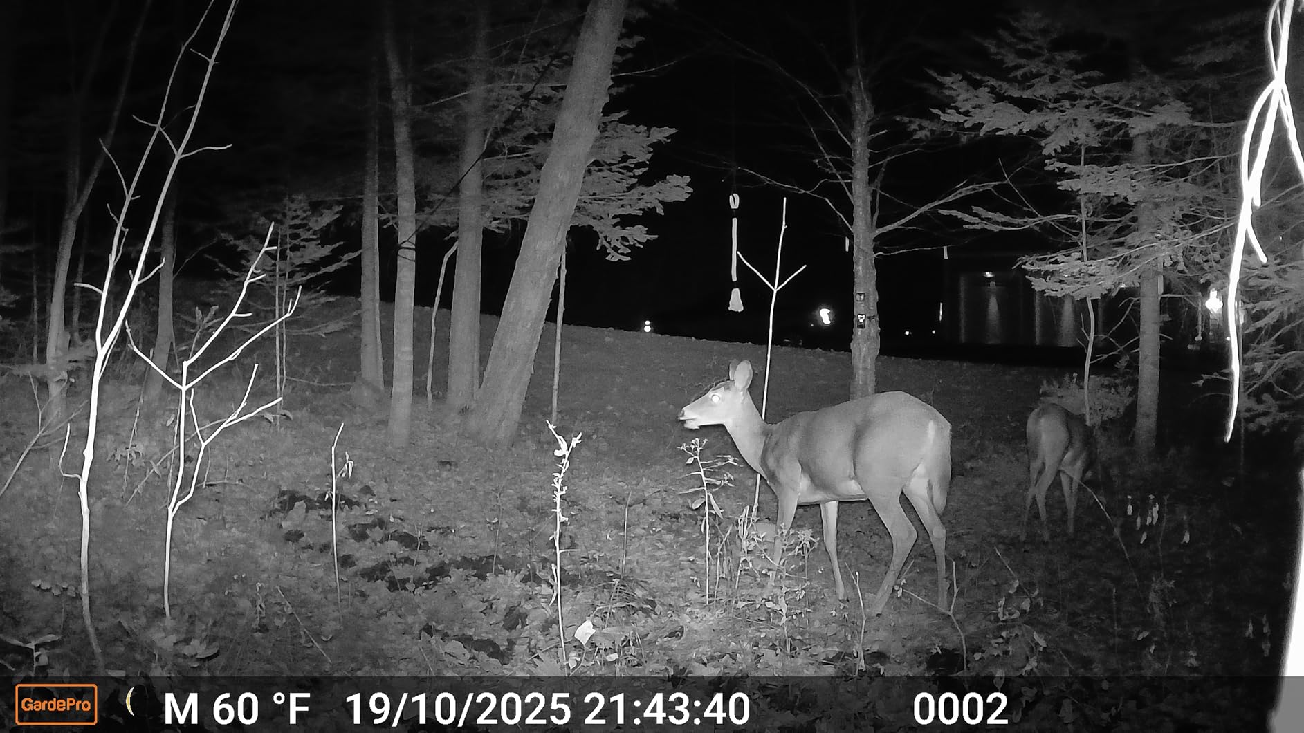 GardePro A50 Trail Camera, 4K 64MP, New-Gen Image Technology, Ultra-Low Light Sensitivity Sensor, Night Vision, Motion Activated Customer Review GardePro A50 Trail Camera, 4K 64MP, New-Gen Image Technology, Ultra-Low Light Sensitivity Sensor, Night Vision, Motion Activated - Customer Photo 1