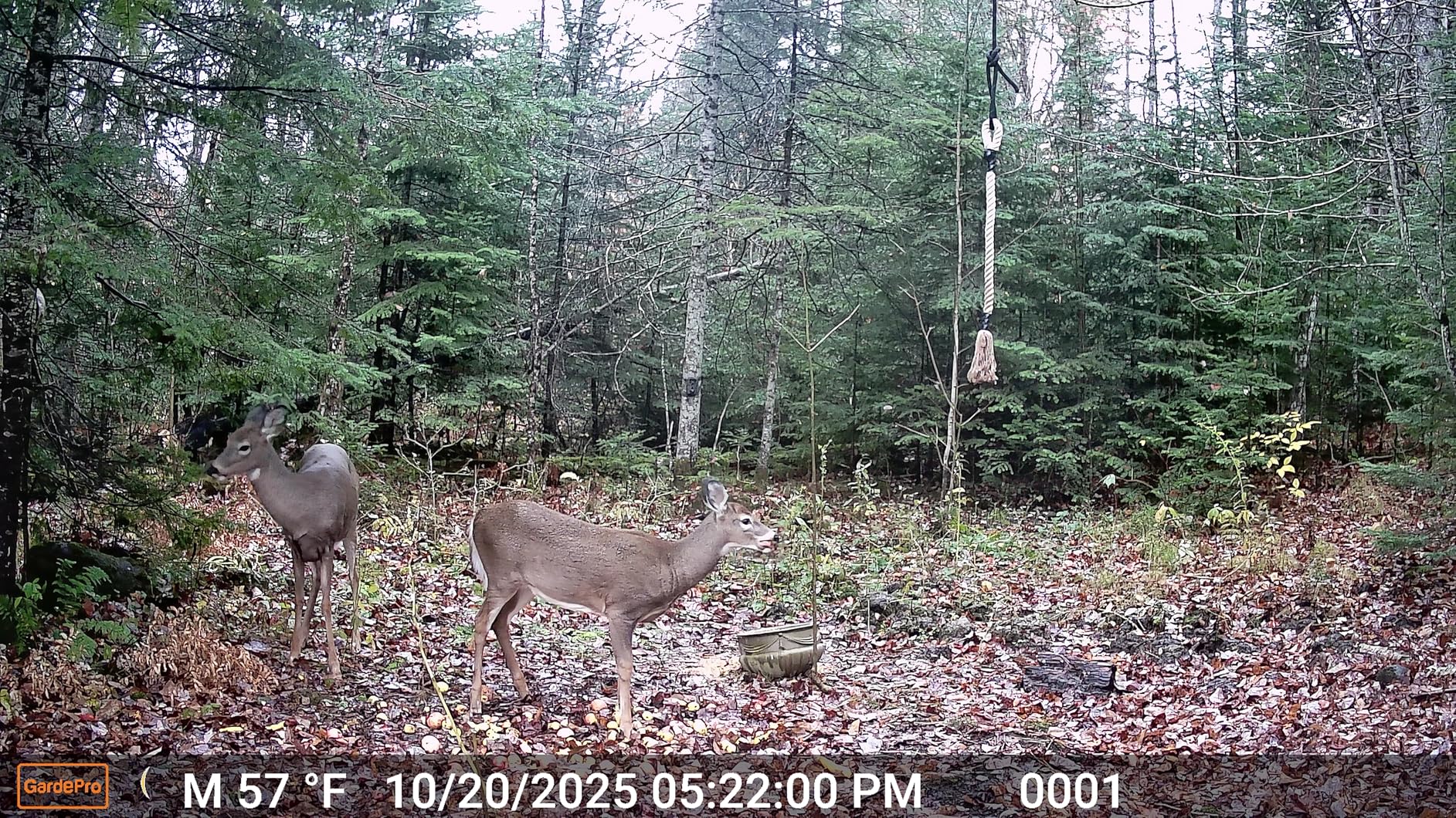 GardePro A50 Trail Camera, 4K 64MP, New-Gen Image Technology, Ultra-Low Light Sensitivity Sensor, Night Vision, Motion Activated Customer Review GardePro A50 Trail Camera, 4K 64MP, New-Gen Image Technology, Ultra-Low Light Sensitivity Sensor, Night Vision, Motion Activated - Customer Photo 2