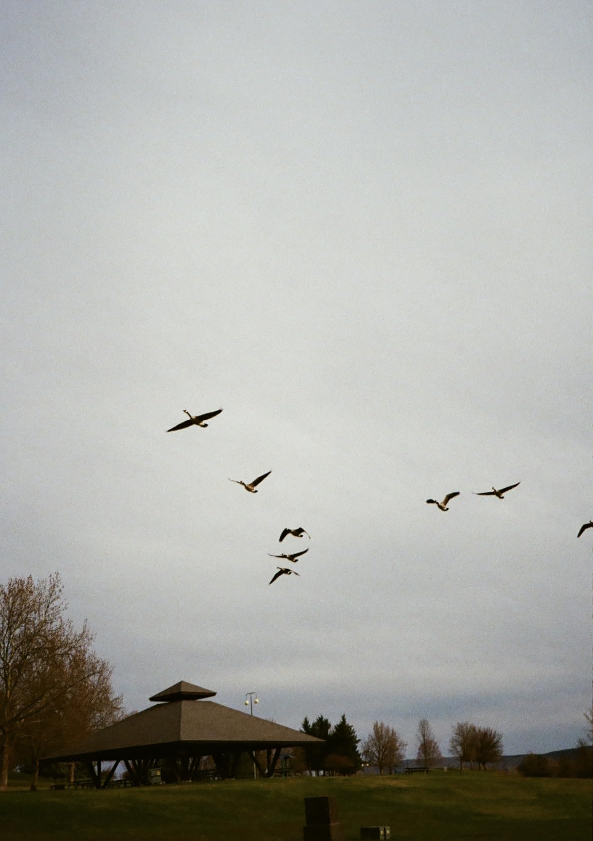 Pentax 17 35mm Film Camera That captures up to 72 Images per roll with a Vertical (Half Frame) Orientation, Perfect for Social Media. Customer Review Pentax 17 35mm Film Camera That captures up to 72 Images per roll with a Vertical (Half Frame) Orientation, Perfect for Social Media. - Customer Photo 2