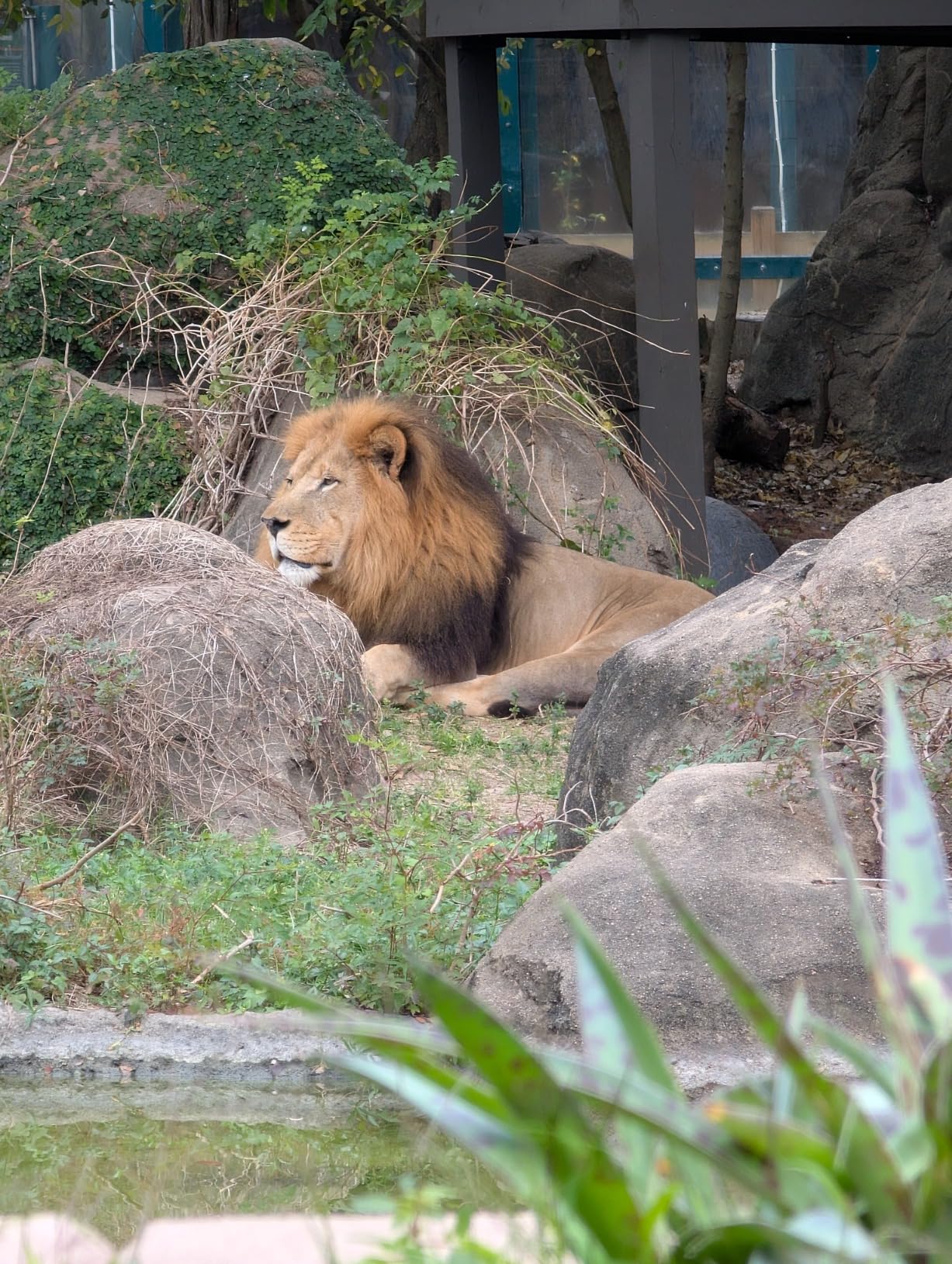 Google Pixel 9 Pro XL - Unlocked Android Smartphone with Gemini, Triple Rear Camera System, 24-Hour Battery, and 6.8 Google Pixel 9 Pro XL - Unlocked Android Smartphone with Gemini, Triple Rear Camera System, 24-Hour Battery, and 6.8