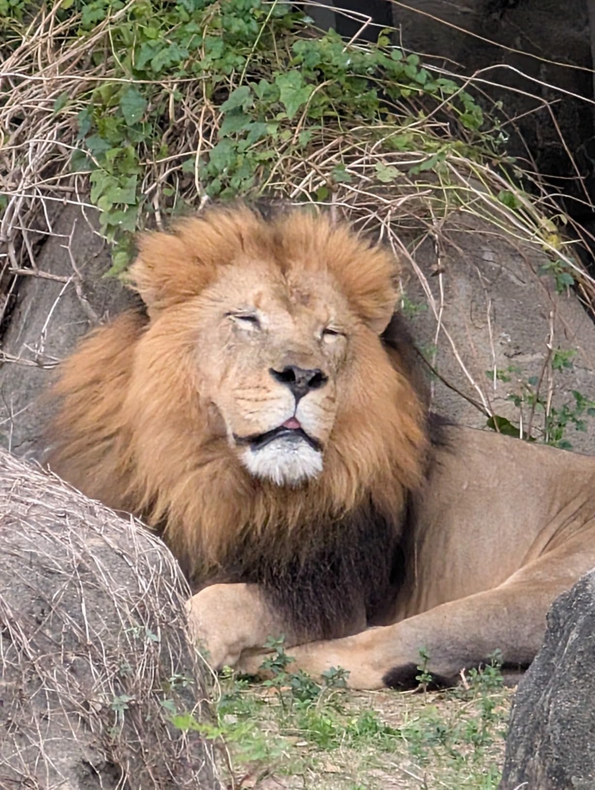 Google Pixel 9 Pro - Unlocked Android Smartphone with Gemini, Triple Rear Camera System, 24-Hour Battery, and 6.3