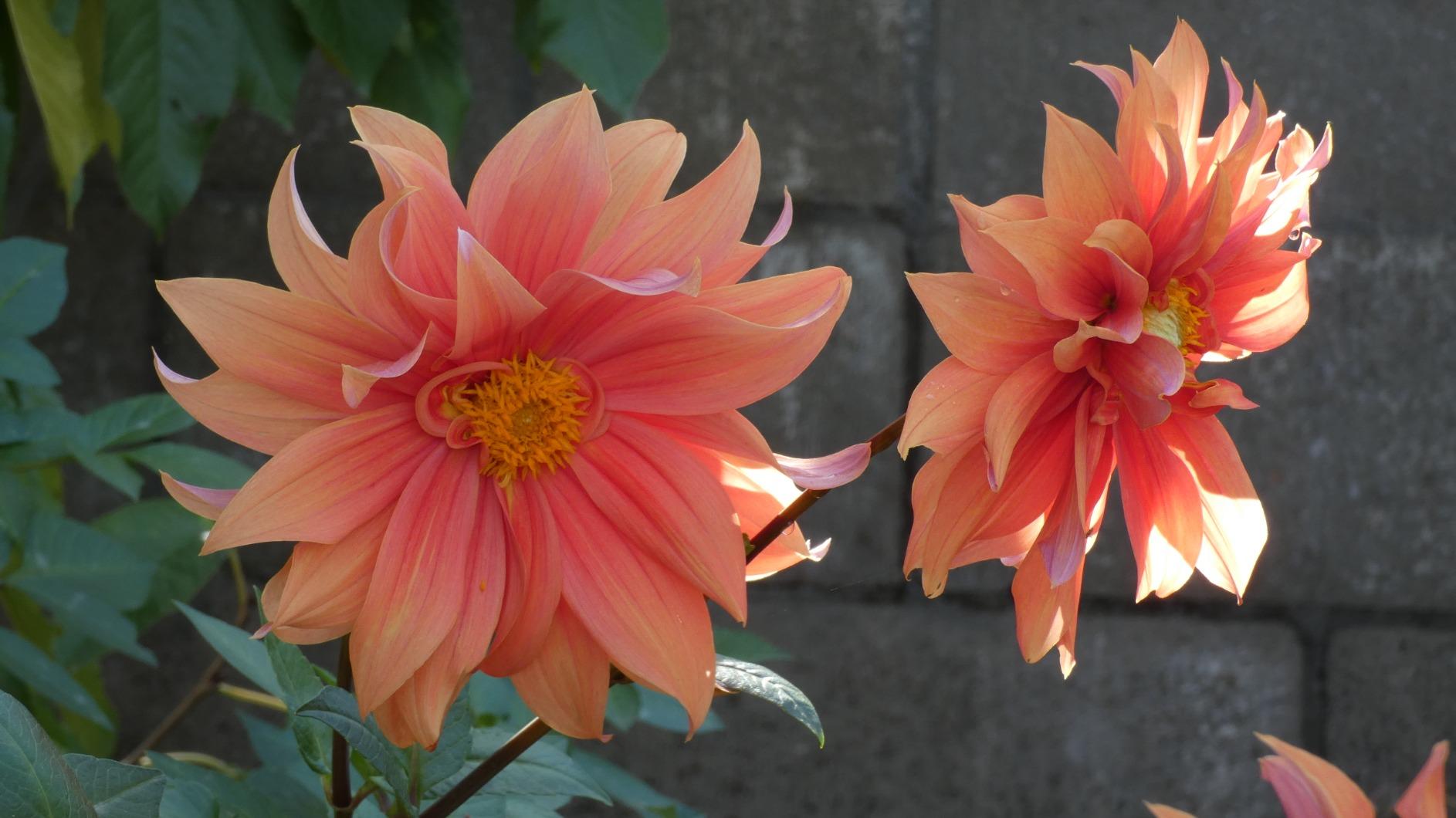 Panasonic LUMIX FZ80D Point and Shoot Digital Camera 4K Photo/Video Recording with Power Optical Image Stabilizer, Vlogging Camera with 60X Optical Zoom & 20-1200mm Wide-Angle Lens - DC-FZ80D Customer Review Panasonic LUMIX FZ80D Point and Shoot Digital Camera 4K Photo/Video Recording with Power Optical Image Stabilizer, Vlogging Camera with 60X Optical Zoom & 20-1200mm Wide-Angle Lens - DC-FZ80D - Customer Photo 2