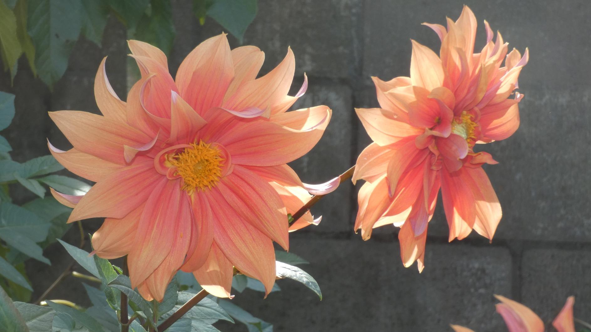 Panasonic LUMIX FZ80D Point and Shoot Digital Camera 4K Photo/Video Recording with Power Optical Image Stabilizer, Vlogging Camera with 60X Optical Zoom & 20-1200mm Wide-Angle Lens - DC-FZ80D Customer Review Panasonic LUMIX FZ80D Point and Shoot Digital Camera 4K Photo/Video Recording with Power Optical Image Stabilizer, Vlogging Camera with 60X Optical Zoom & 20-1200mm Wide-Angle Lens - DC-FZ80D - Customer Photo 5