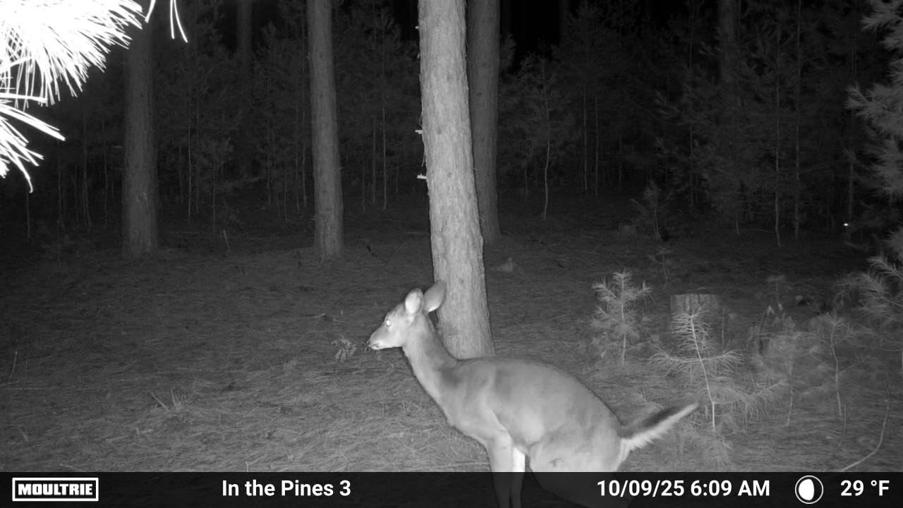 Moultrie Edge 2 Cellular Trail Camera - Auto Connect Nationwide 4G LTE - On Demand 36MP Photo - 1080P Video with HD Audio - 100 Ft Detection Range - Low Glow Flash Customer Review Moultrie Edge 2 Cellular Trail Camera - Auto Connect Nationwide 4G LTE - On Demand 36MP Photo - 1080P Video with HD Audio - 100 Ft Detection Range - Low Glow Flash - Customer Photo 2