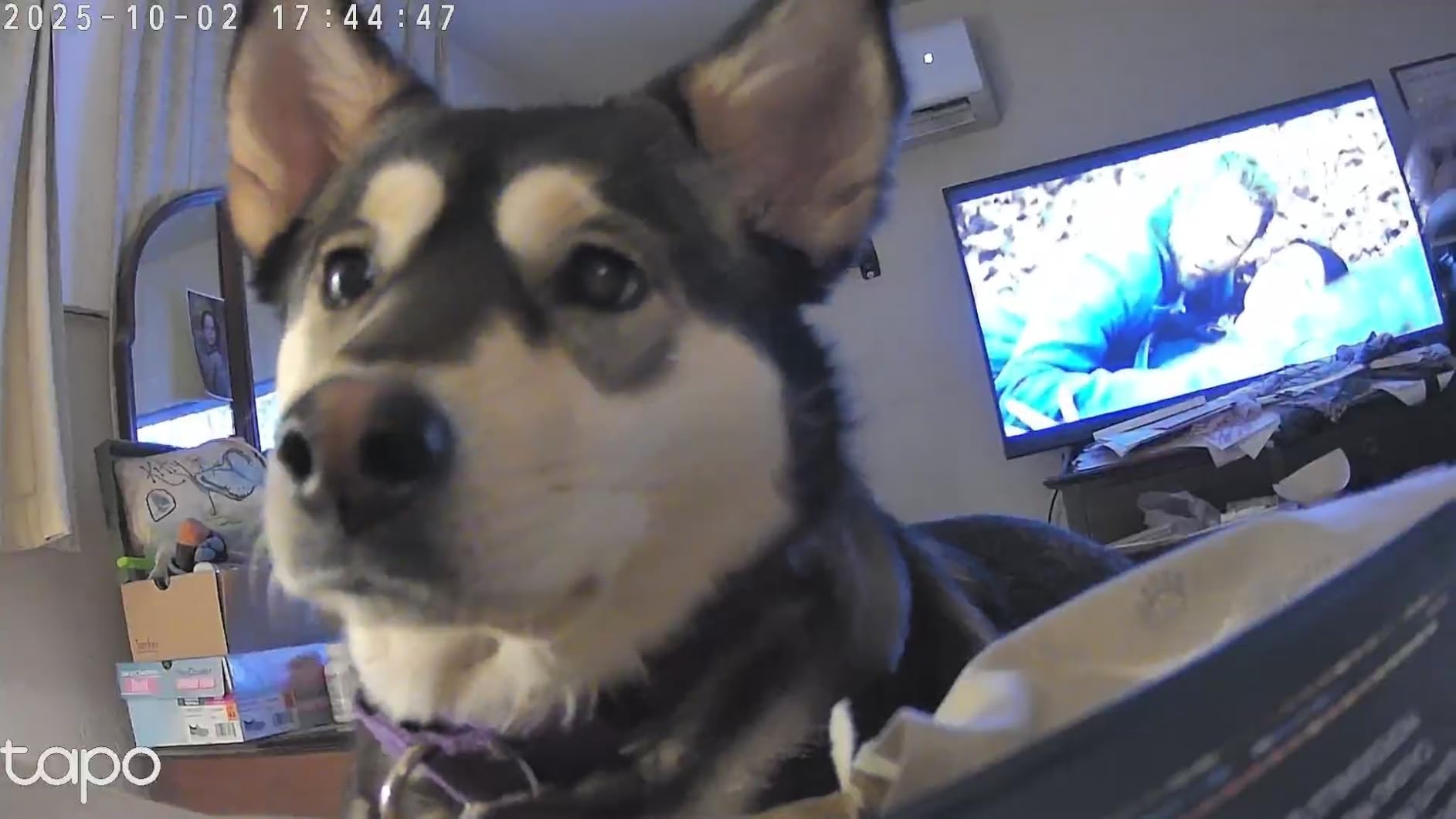 Tapo by TP-Link Pan/Tilt Security Camera for Baby Monitor, Pet Camera w/Motion Detection, 1080P, 2-Way Audio, Night Vision, Cloud & SD Card Storage, Works with Alexa & Google Home, Black (Tapo C201) - Customer Photo 1