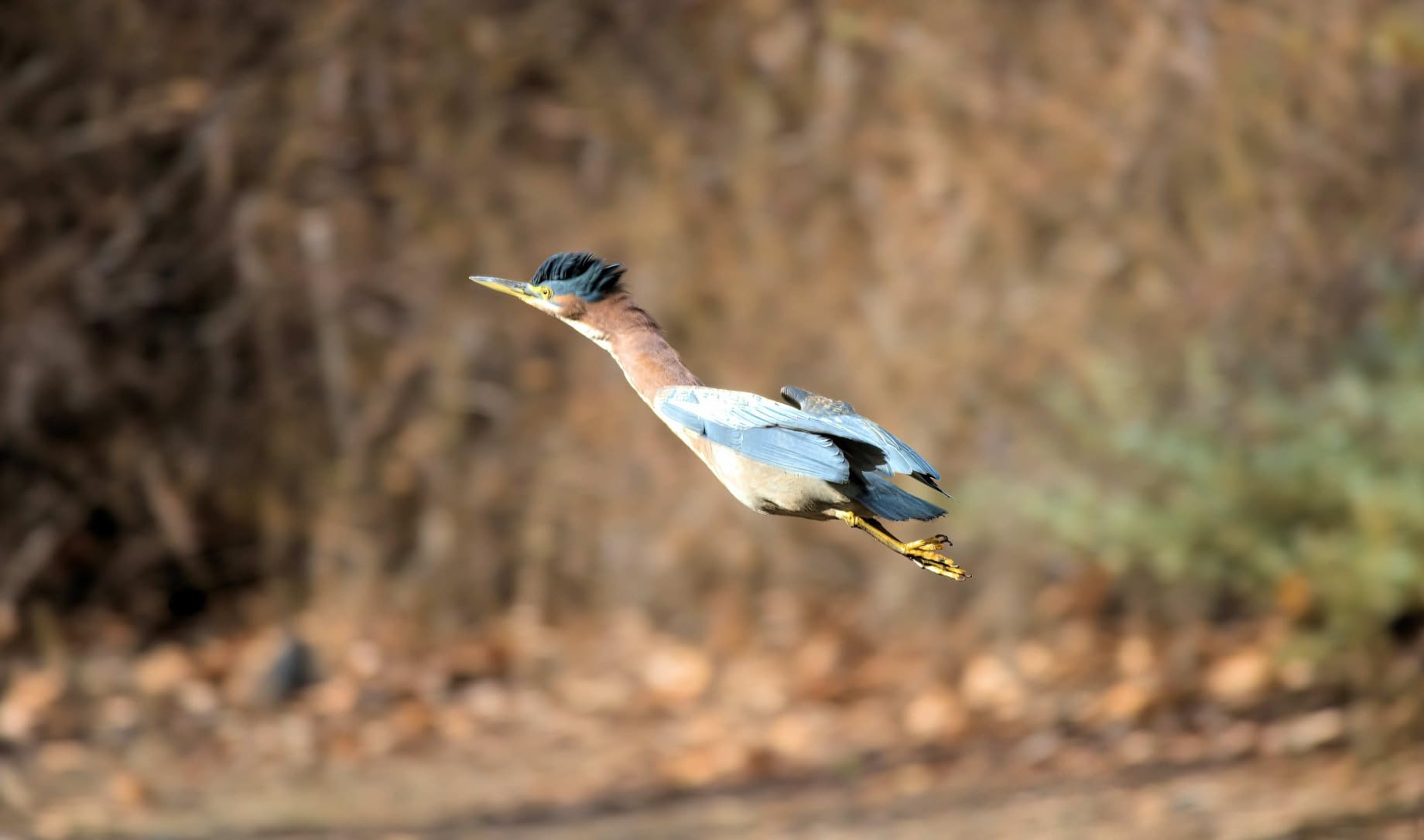 Nikon Z50 II with Two Lenses | Compact mirrorless Stills/Video Camera with Easy Color presets and Wireless Photo Sharing | Nikon USA Model Customer Review Nikon Z50 II with Two Lenses | Compact mirrorless Stills/Video Camera with Easy Color presets and Wireless Photo Sharing | Nikon USA Model - Customer Photo 1