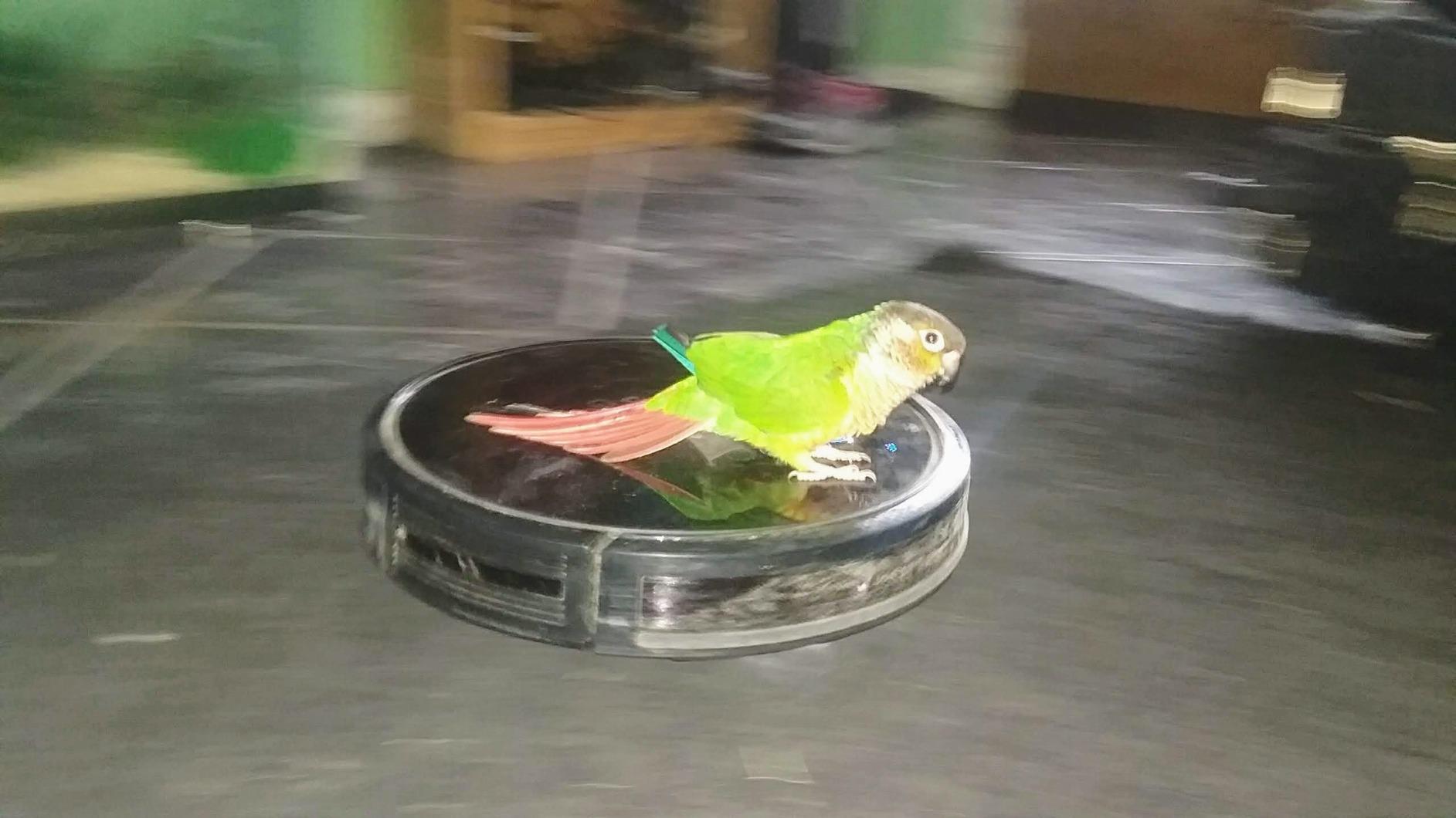 eufy C10 Robot Vacuum Self Emptying, 8 Weeks Hands Free, Advanced Smart Mapping with LiDAR Navigation, 2.85-Inch Slim Design, Powerful Suction, Edge Expansion Brush for Pet Hair Customer Review eufy C10 Robot Vacuum Self Emptying, 8 Weeks Hands Free, Advanced Smart Mapping with LiDAR Navigation, 2.85-Inch Slim Design, Powerful Suction, Edge Expansion Brush for Pet Hair - Customer Photo 2