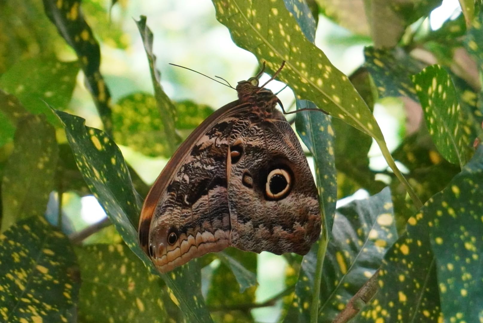 Sony Alpha a6100 w/ 16-50mm + 55-210mm - Customer Photo 2