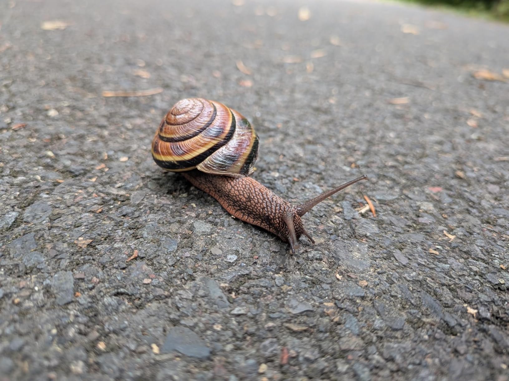 Google Pixel 9a with Gemini - Unlocked Android Smartphone with Incredible Camera and AI Photo Editing, All-Day Battery, and Powerful Security - Obsidian - 256 GB Customer Review Google Pixel 9a with Gemini - Unlocked Android Smartphone with Incredible Camera and AI Photo Editing, All-Day Battery, and Powerful Security - Obsidian - 256 GB - Customer Photo 4