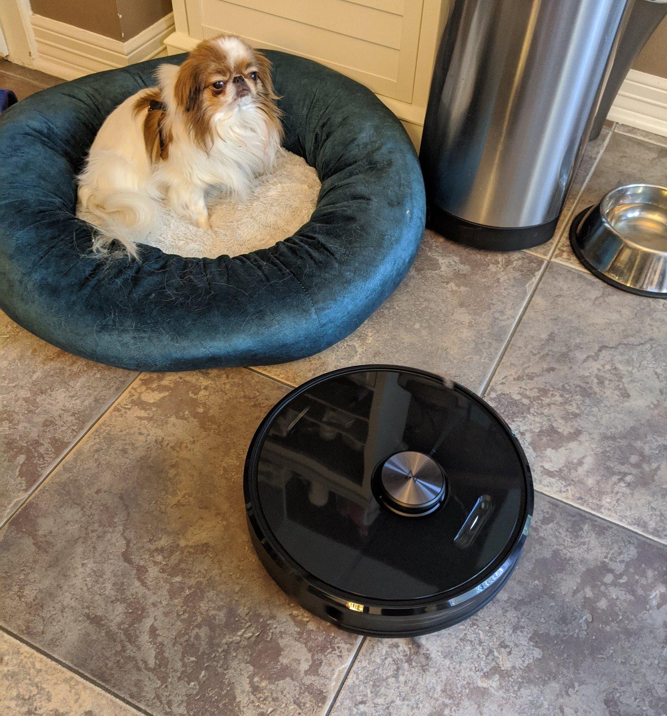 roborock Q10 S5+ Robot Vacuum and Mop, 10,000Pa Suction, Upgraded from Q8 max+, 70 Days Self-Emptying, Obstacle Avoidance, Sonic Mopping, Dual Anti-Tangle Design, Auto Mop Lifting, Ideal for Pet Hair - Customer Photo 2