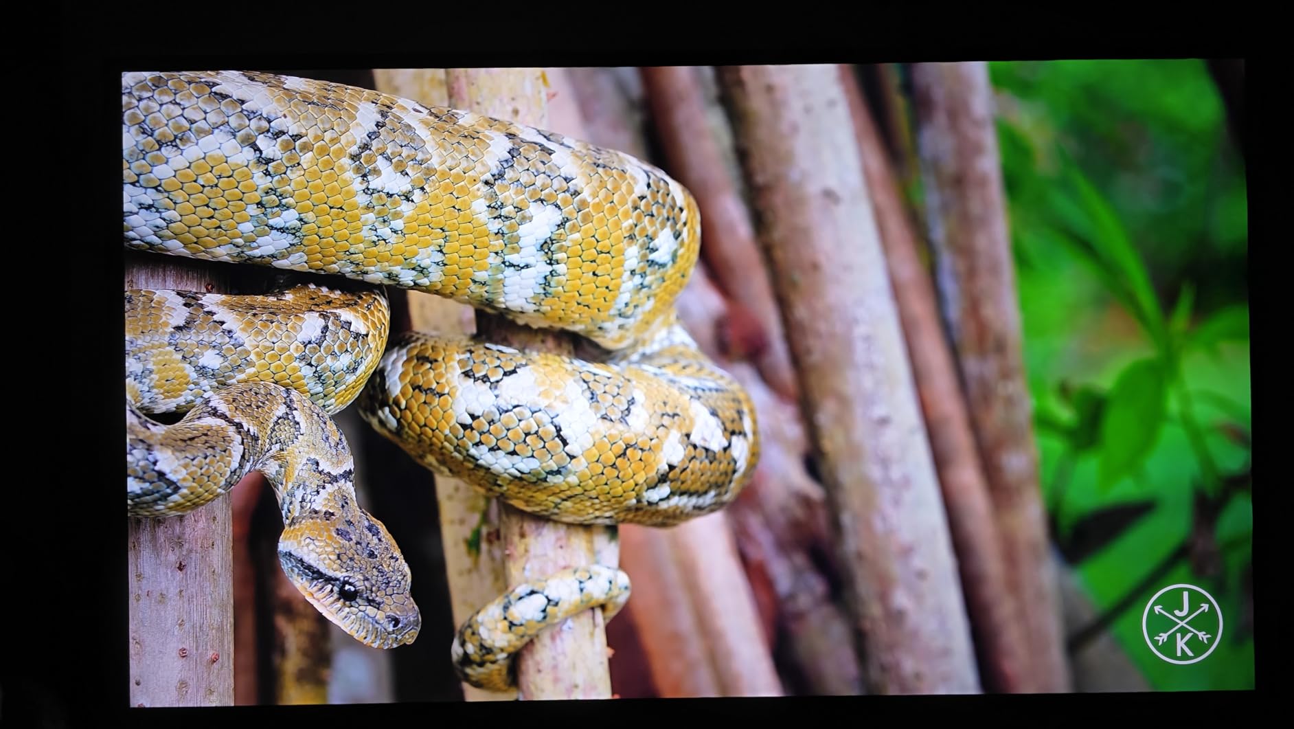 LG 43-Inch Class QNED AI 4K QNED82A Series Smart TV w/AI Sound, HDR10, 4K Super Upscaling, Filmmaker Mode, Wow Orchestra, Alexa Built-in (43QNED82AUA, 2025) - Customer Photo 1