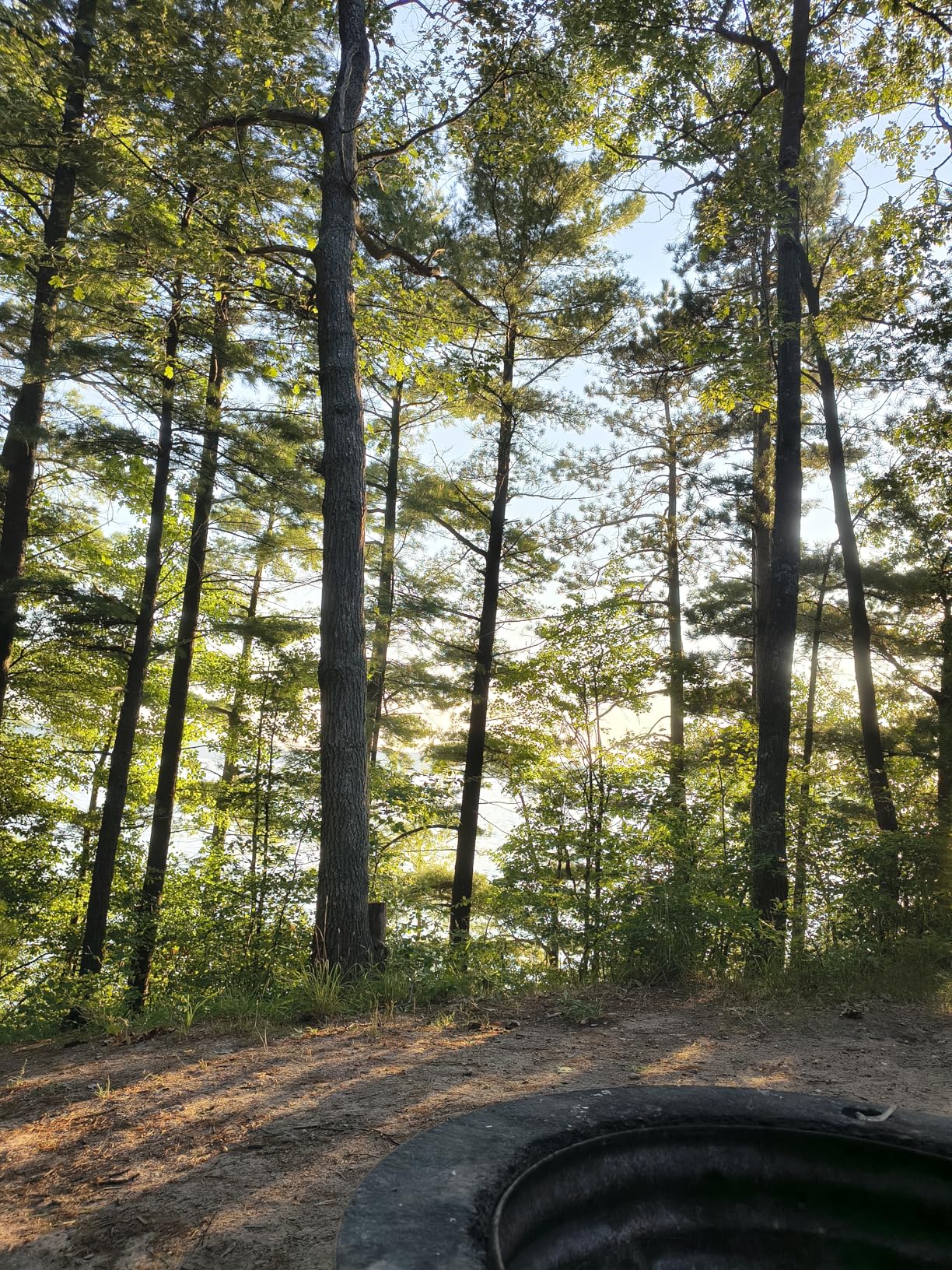 Motorola Edge 2025 | Unlocked | Made for US 8/256GB | 50MP Camera | Pantone Deep Forest - Customer Photo 1