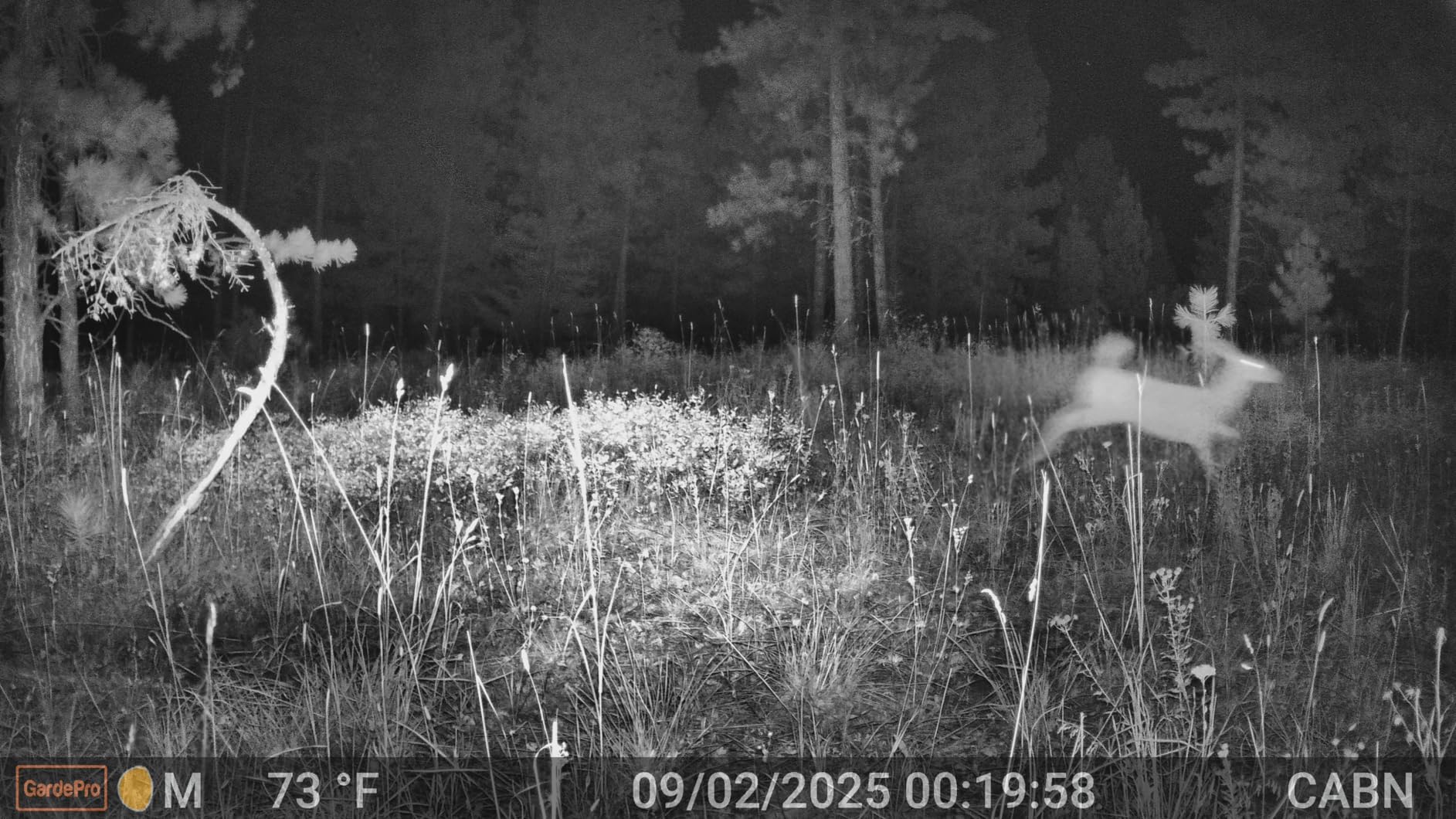 GardePro E8 2.0 Pro WiFi Trail Camera 4K with 64GB SD Card & 7800mAh Battery, Dual Antennas, Night Vision, App Control, Waterproof Game Camera for Wildlife or Property Customer Review GardePro E8 2.0 Pro WiFi Trail Camera 4K with 64GB SD Card & 7800mAh Battery, Dual Antennas, Night Vision, App Control, Waterproof Game Camera for Wildlife or Property - Customer Photo 2