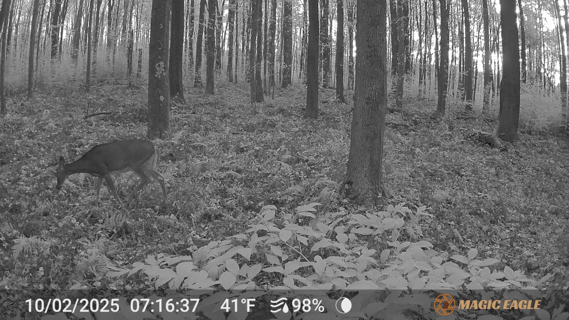 MagicEagle® Trail Camera 4G Cellular Trail Cameras 2K Audible Video 0.3s Trigger No-Glow IR Night Vision IP66 Hunting Essentials with 32GB Memory Card 13,000 mAh Battery Solar Panel Anti-Theft Tech Customer Review MagicEagle® Trail Camera 4G Cellular Trail Cameras 2K Audible Video 0.3s Trigger No-Glow IR Night Vision IP66 Hunting Essentials with 32GB Memory Card 13,000 mAh Battery Solar Panel Anti-Theft Tech - Customer Photo 1