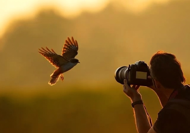 Best Cameras for Wildlife Photography [cy]: Complete 2025 Guide - OfzenAndComputing