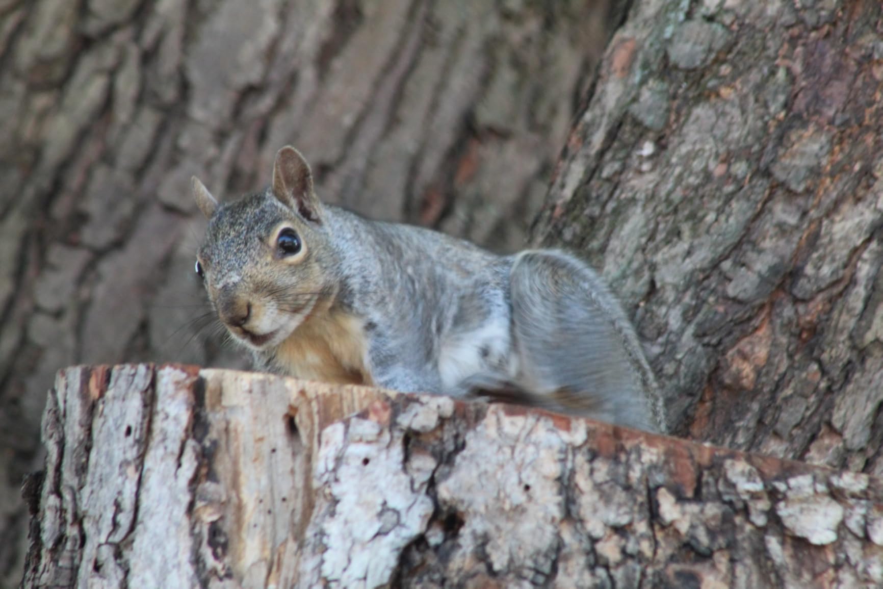 Canon EF 75-300mm f/4-5.6 III Telephoto Zoom Lens for Canon SLR Cameras Customer Review Canon EF 75-300mm f/4-5.6 III Telephoto Zoom Lens for Canon SLR Cameras - Customer Photo 1