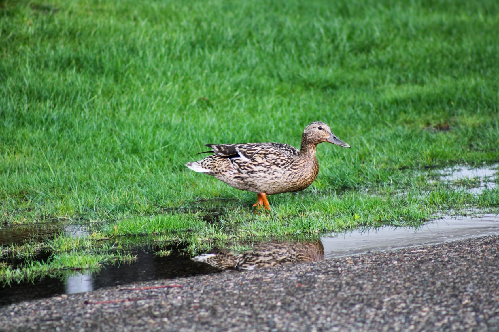 Canon EF 75-300mm f/4-5.6 III Telephoto Zoom Lens for Canon SLR Cameras Customer Review Canon EF 75-300mm f/4-5.6 III Telephoto Zoom Lens for Canon SLR Cameras - Customer Photo 2