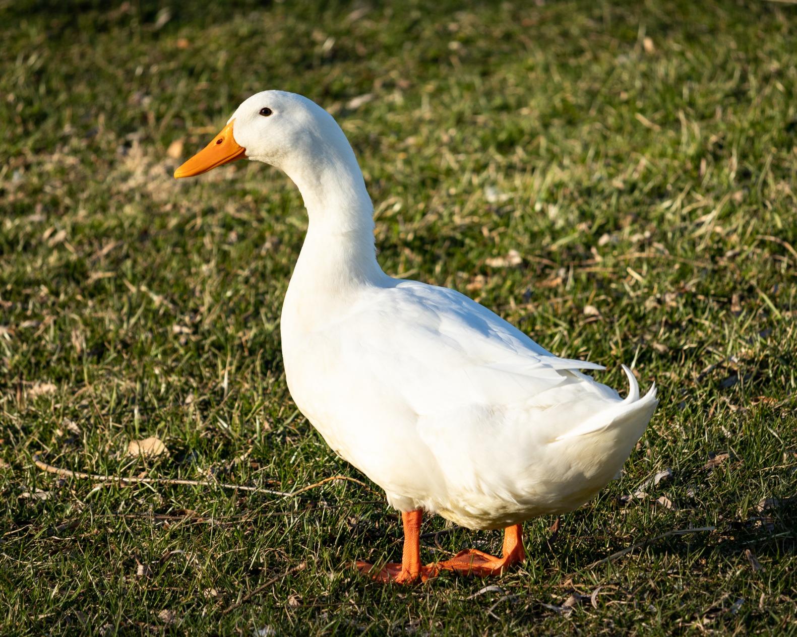 Canon EF-S 55-250mm F4-5.6 is STM - Customer Photo 1