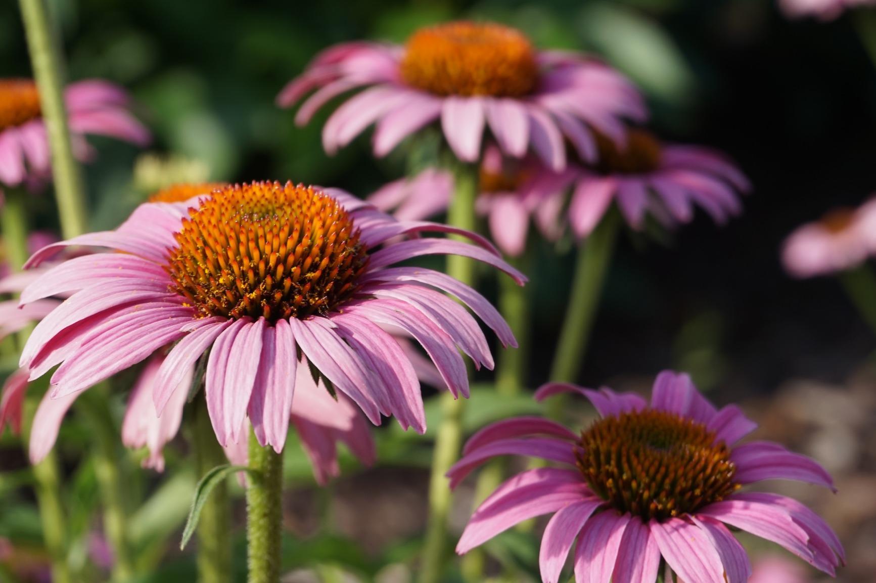 Sony Alpha a5000 Mirrorless Digital Camera with 16-50mm OSS Lens (White) Customer Review Sony Alpha a5000 Mirrorless Digital Camera with 16-50mm OSS Lens (White) - Customer Photo 1