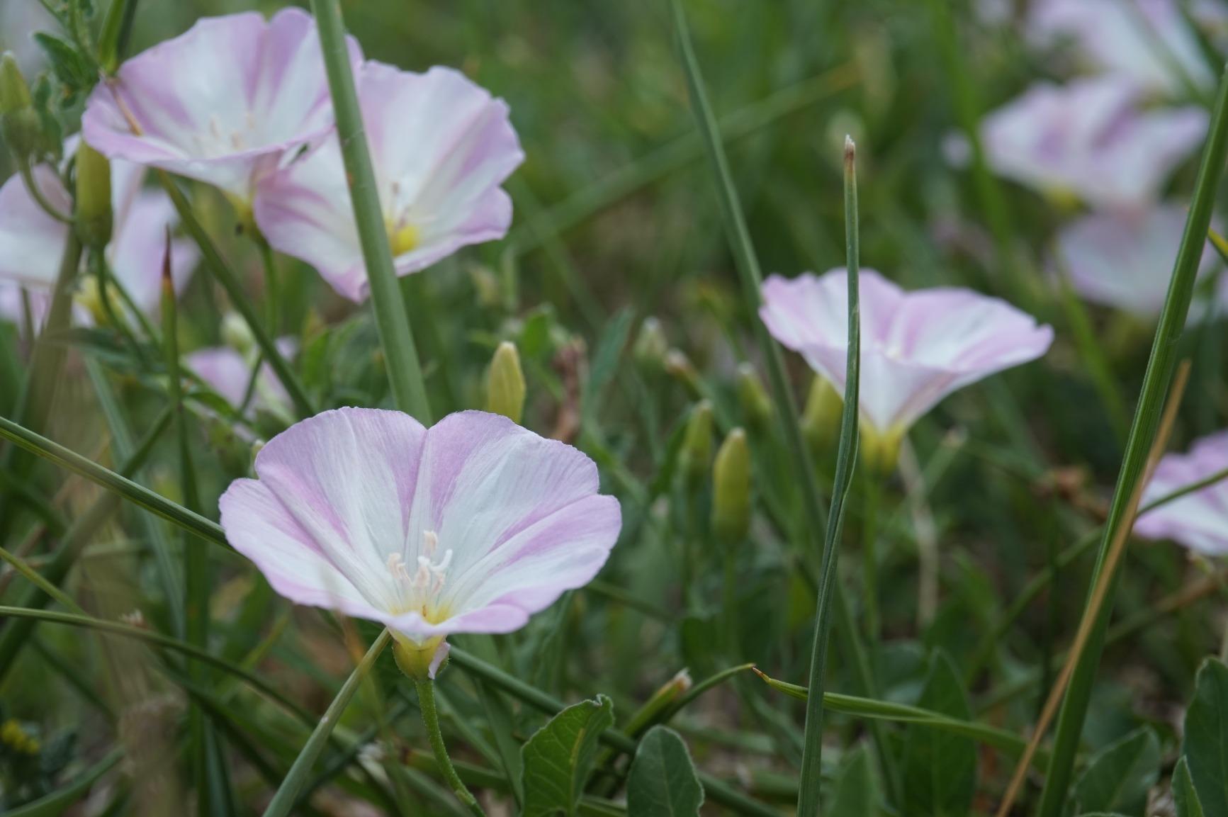 Sony Alpha a5000 Mirrorless Digital Camera with 16-50mm OSS Lens (White) Customer Review Sony Alpha a5000 Mirrorless Digital Camera with 16-50mm OSS Lens (White) - Customer Photo 2