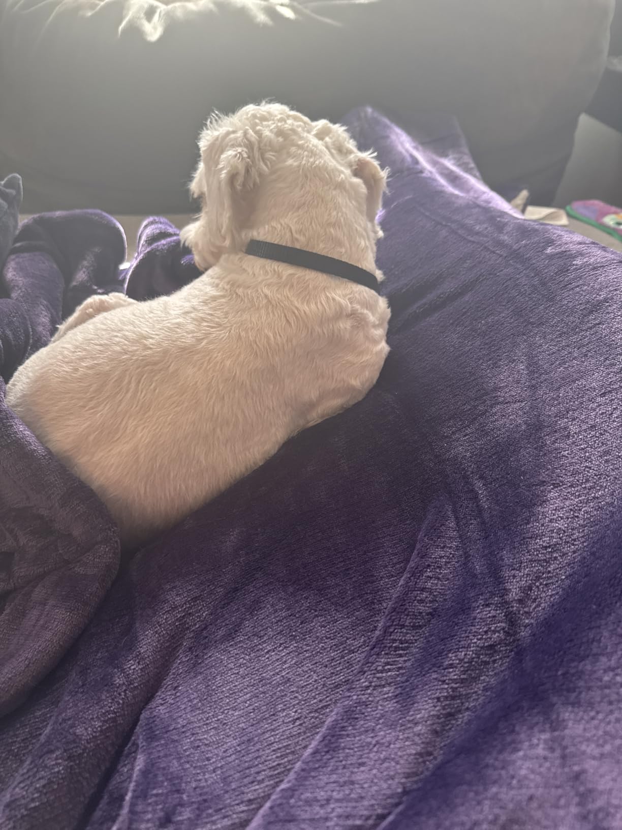 Bedsure GentleSoft Sherpa Fleece Throw Blanket for Couch - Thick and Warm Christmas Blanket for Winter, Soft Fuzzy Plush Throw Gift for Women and Men, Grey, 50x60 Inches - Customer Photo 5