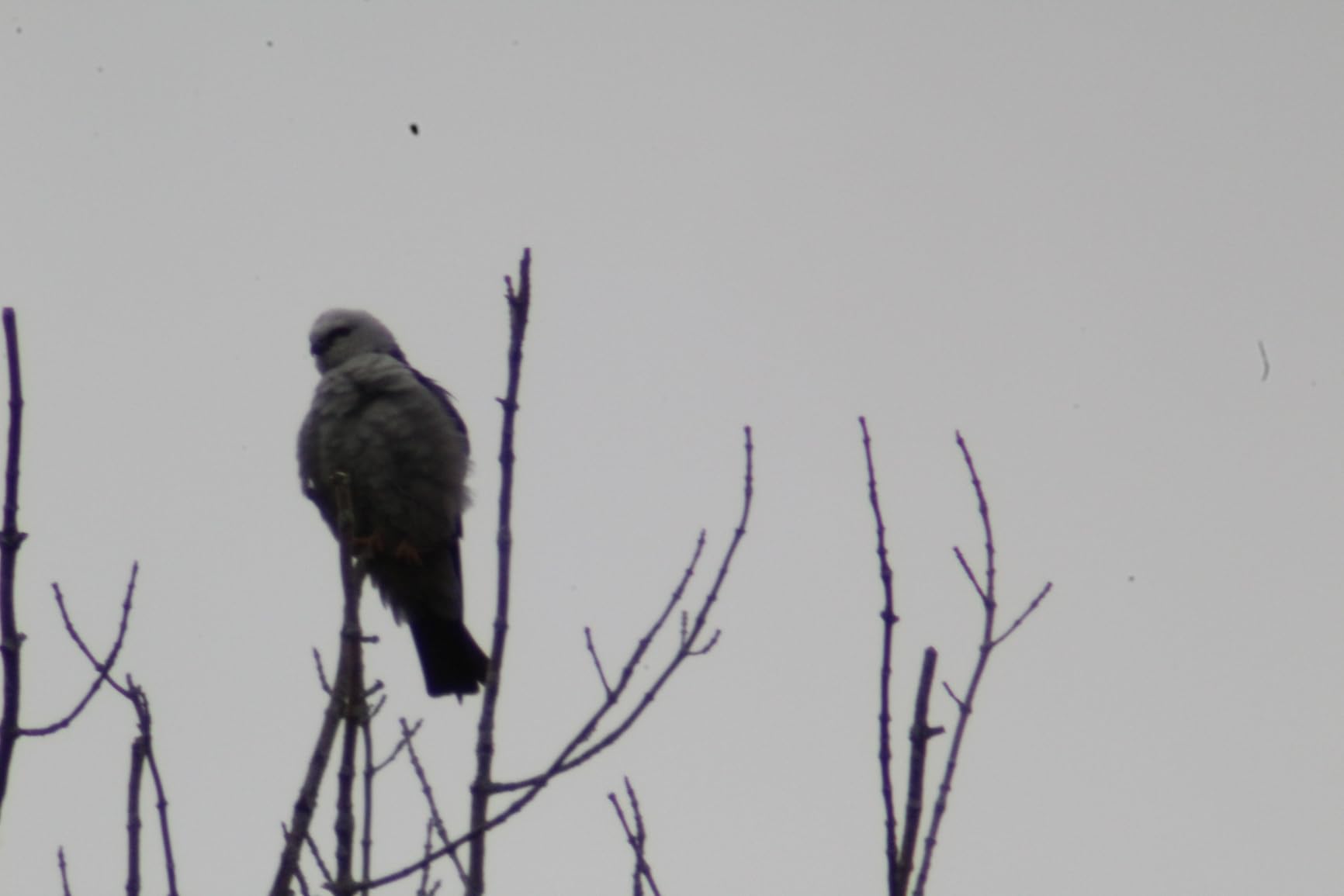 High-Power 420-1600mm f/8.3 HD Manual Telephoto Zoom Lens for Canon T1i T2i T3 T3i T4 T4i T5 T5i T6 T6i T6s T7 T7i T7s T8i EOS 1D 5D 6D 7D 30D 40D 50D 60D 70D 80D 90D XS XSI SL3 SL2 SL1 - Customer Photo 2