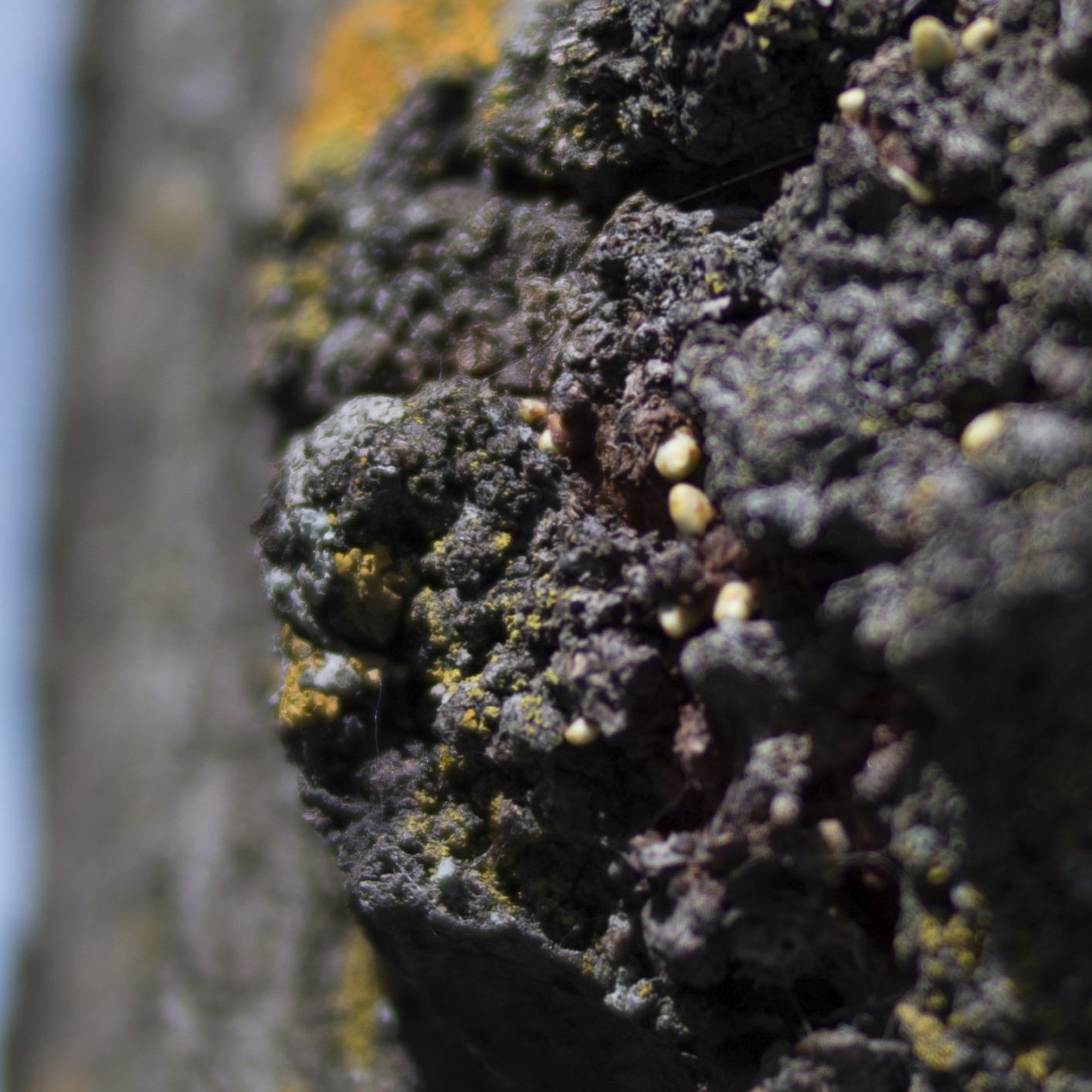 YONGNUO YN35mm F2N Lens, 1:2 AF MF Wide-Angle Fixed Prime Auto Focus Lens for Nikon DSLR Cameras - Customer Photo 3