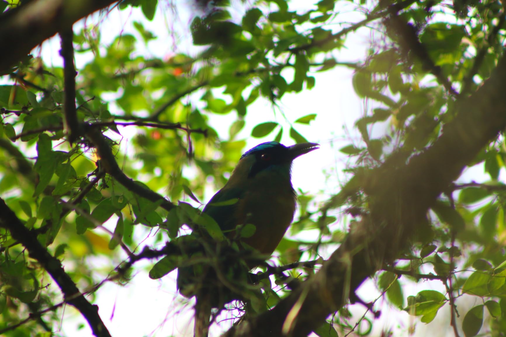 Canon RF 75-300mm f/4-5.6 Compact Telephoto Zoom Lens for RF Mount - Full Frame APS-C Compatible (Black) - Customer Photo 1