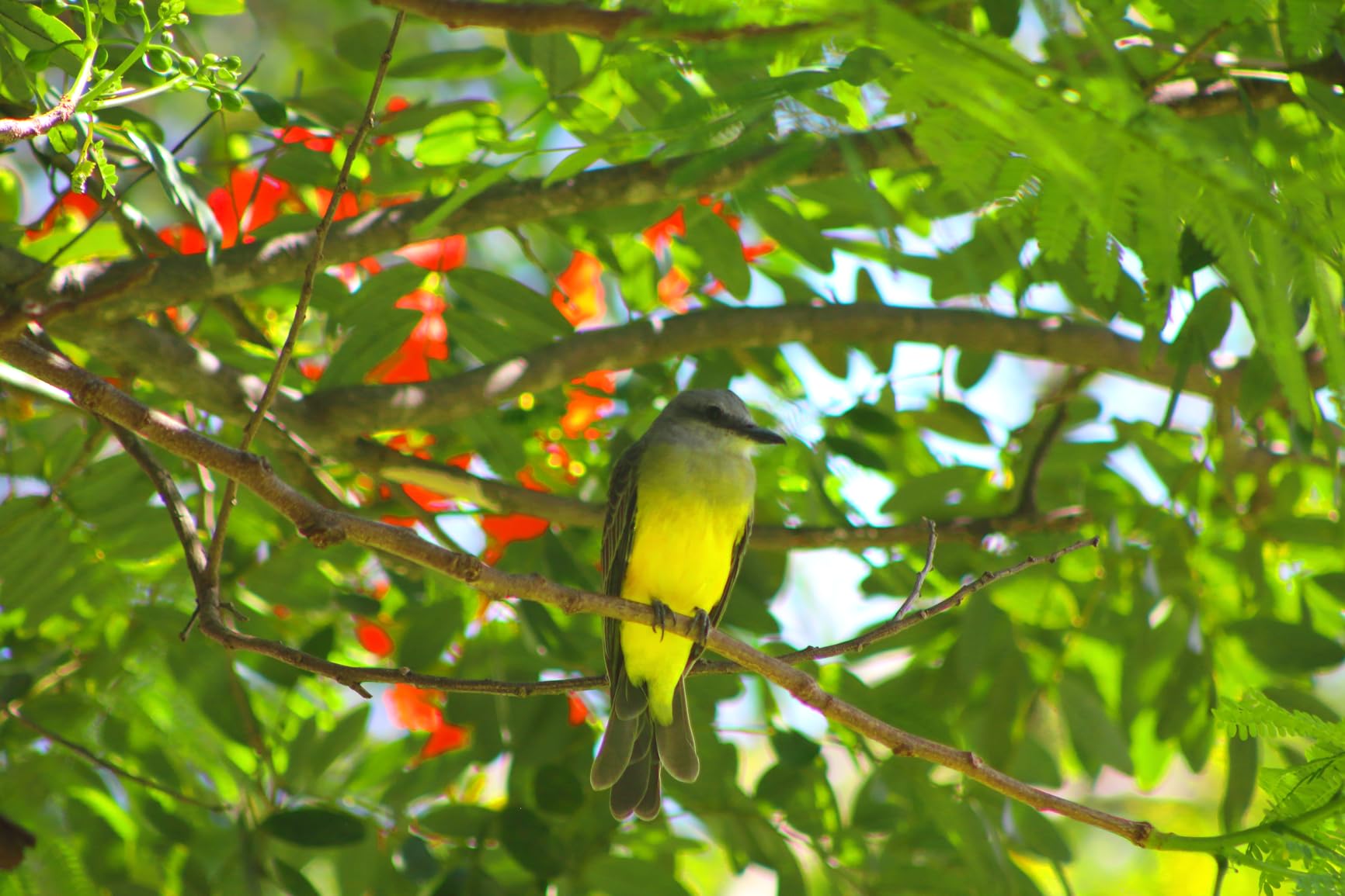 Canon RF 75-300mm f/4-5.6 Compact Telephoto Zoom Lens for RF Mount - Full Frame APS-C Compatible (Black) - Customer Photo 3