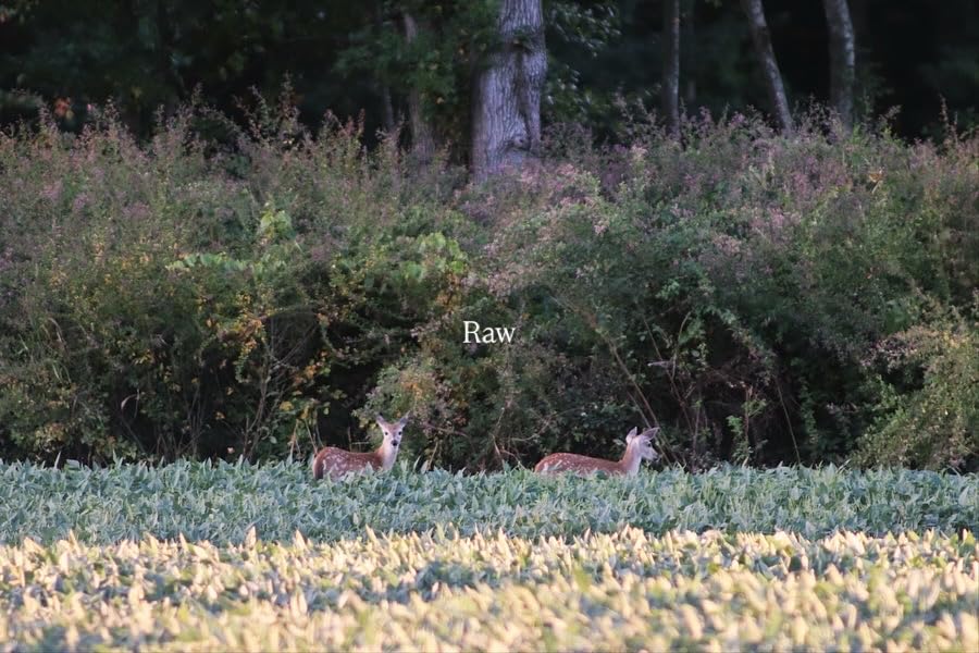 Canon EF 75-300mm f/4-5.6 III Telephoto Zoom Lens for Canon SLR Cameras, 6473A003 (Renewed) - Customer Photo 2