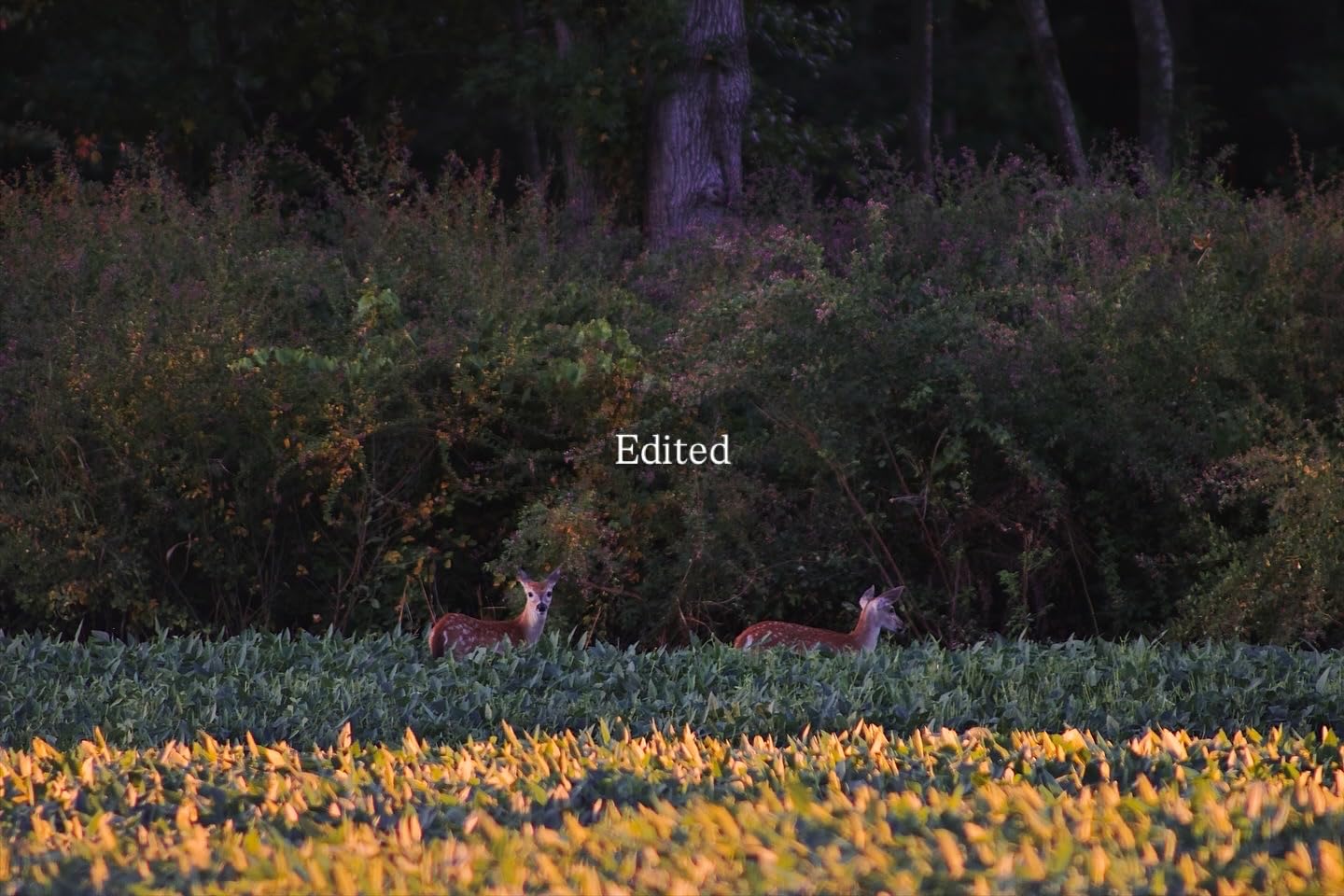 Canon EF 75-300mm f/4-5.6 III Telephoto Zoom Lens for Canon SLR Cameras, 6473A003 (Renewed) - Customer Photo 5