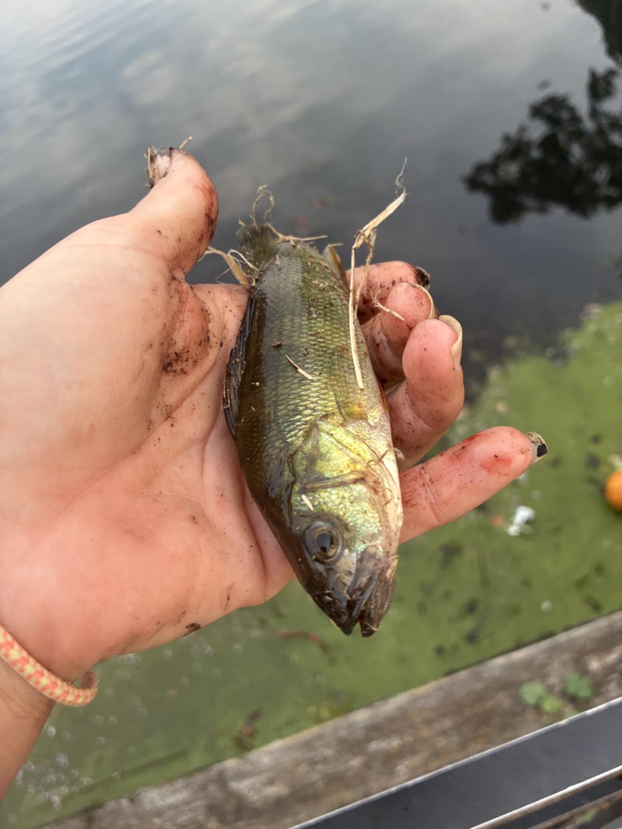 PLUSINNO Fishing Rod and Reel Combos Carbon Fiber Telescopic Fishing Pole with Reel Combo Sea Saltwater Freshwater Kit Fishing Rod Kit - Customer Photo 2