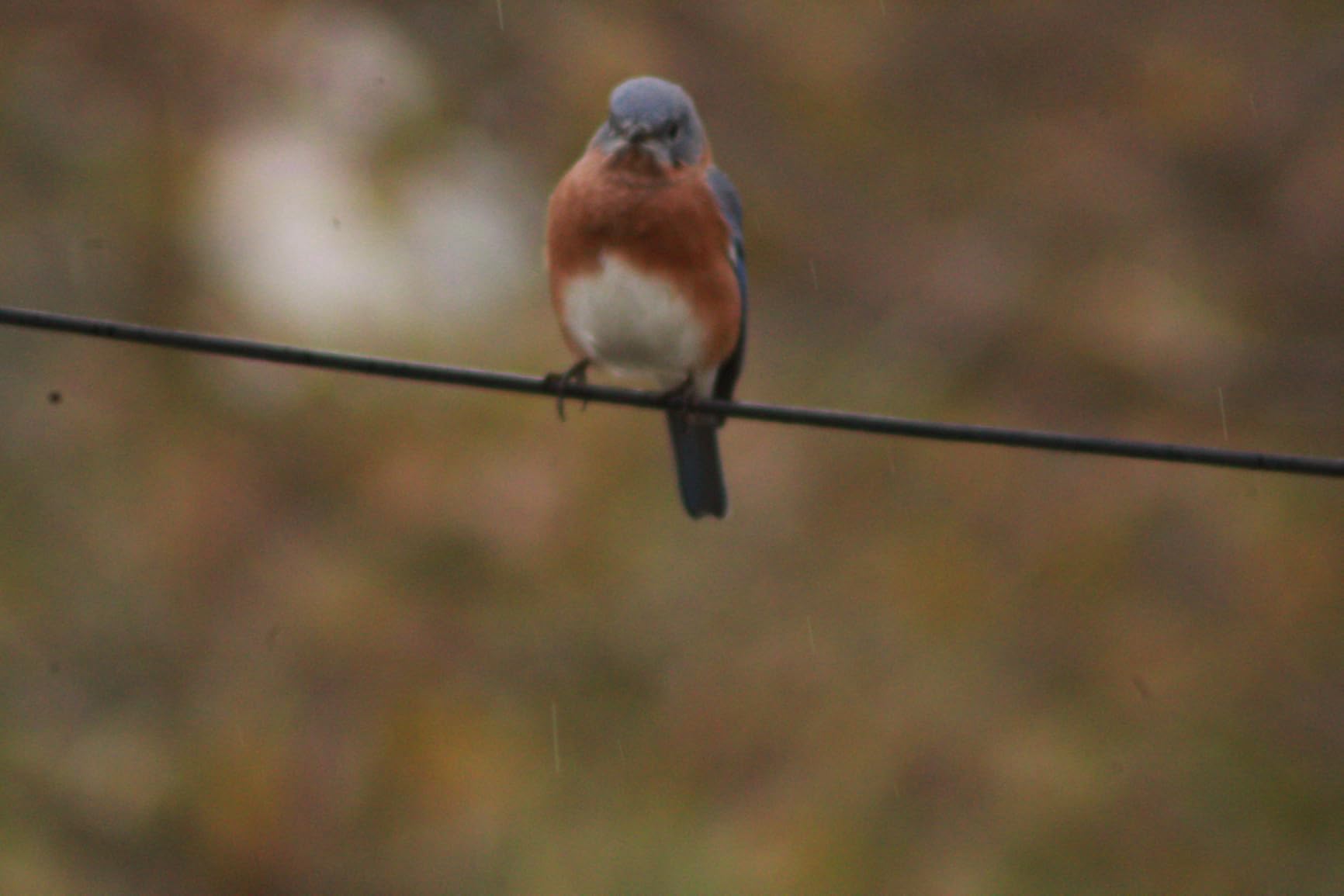 JINTU 420-800mm f/ 8.3 Manual Telephoto Zoom Lens + T-Mount for Canon EOS Rebel SL2 SL1 T3 T3i T4i T5 T5i T6 T6i T6s T7 T7i 4000D 6D 7D 60D 70D 77D 80D 5D II/III/IV 550D 650D SLR Camera Lenses - Customer Photo 2